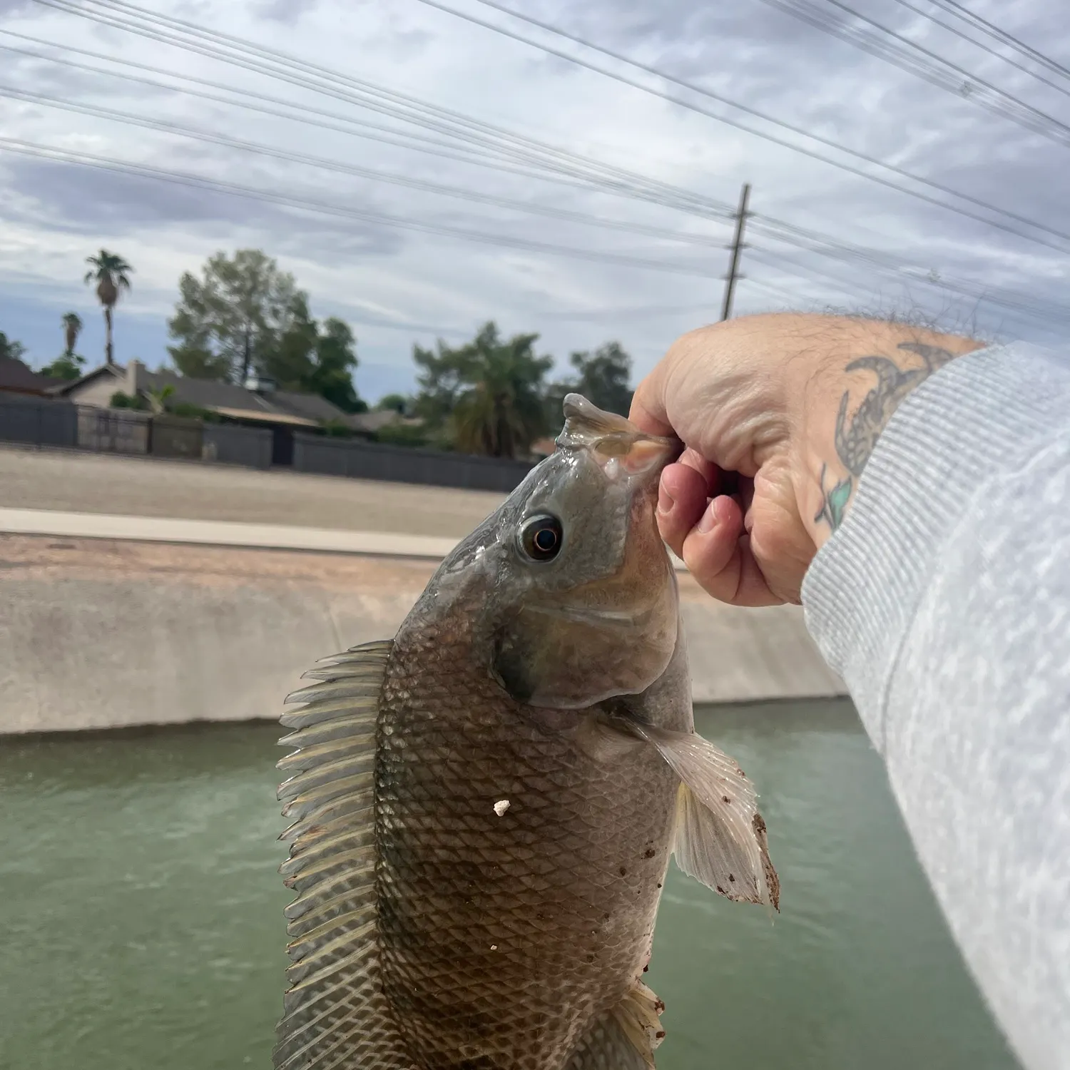 The most recent Nile tilapia catches on Fishbrain