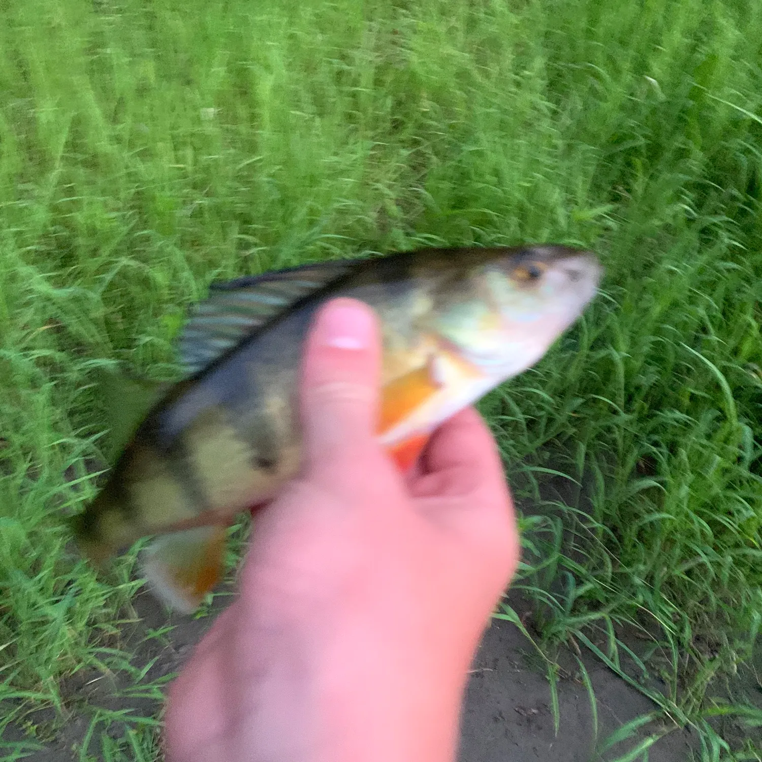 Yellow perch caught on Fishbrain