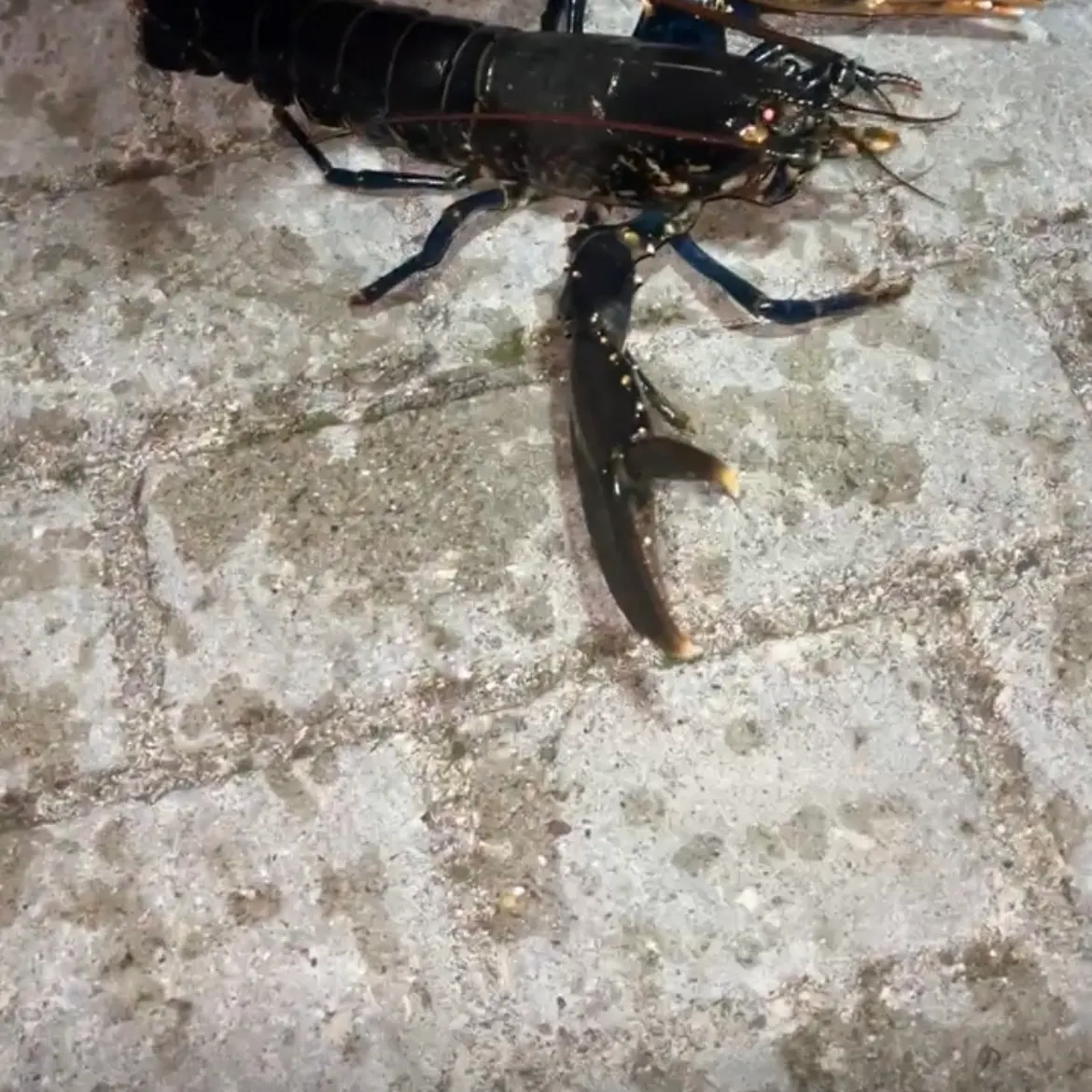 The most recent Spotted spiny lobster catches on Fishbrain