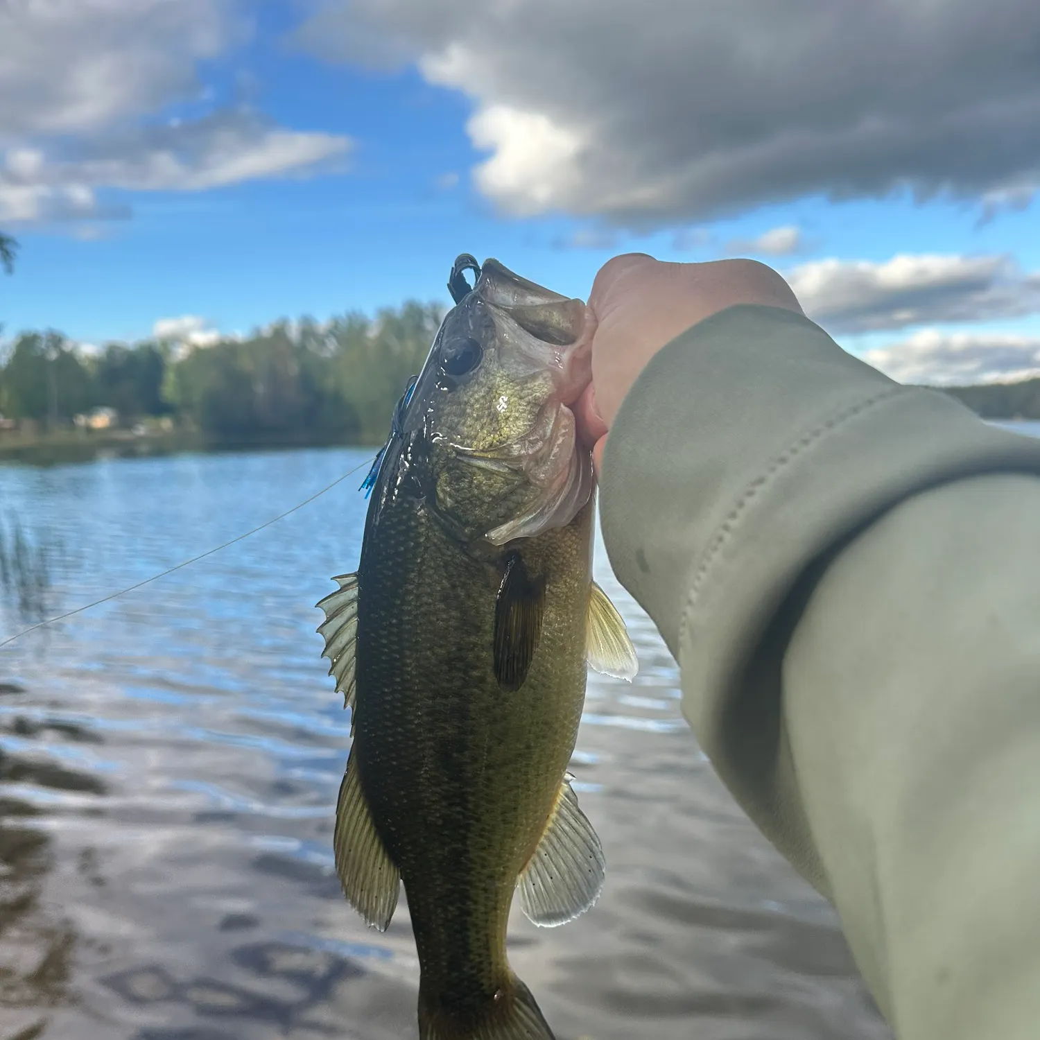 Largemouth bass caught on Fishbrain