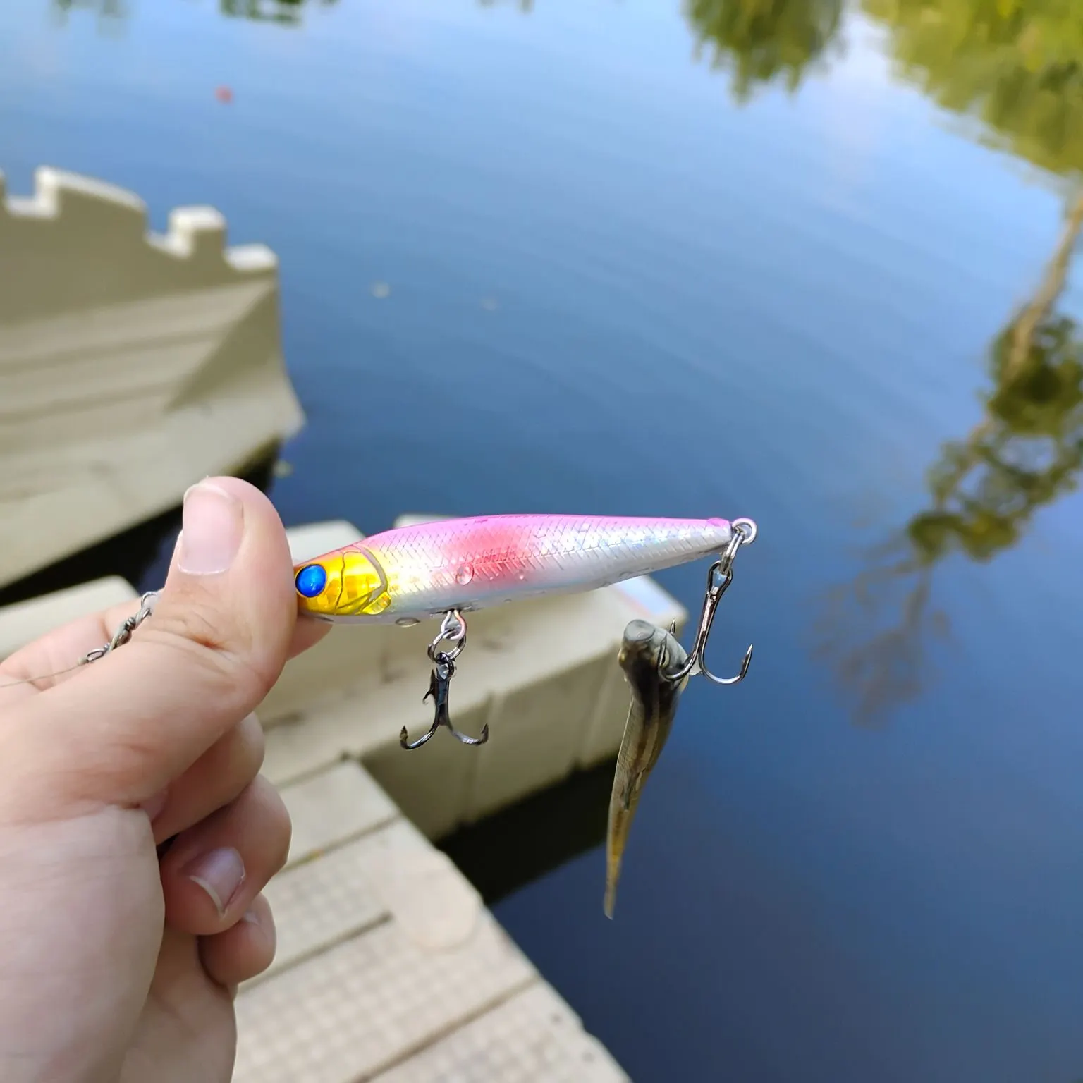 The most recent Silverjaw minnow catches on Fishbrain
