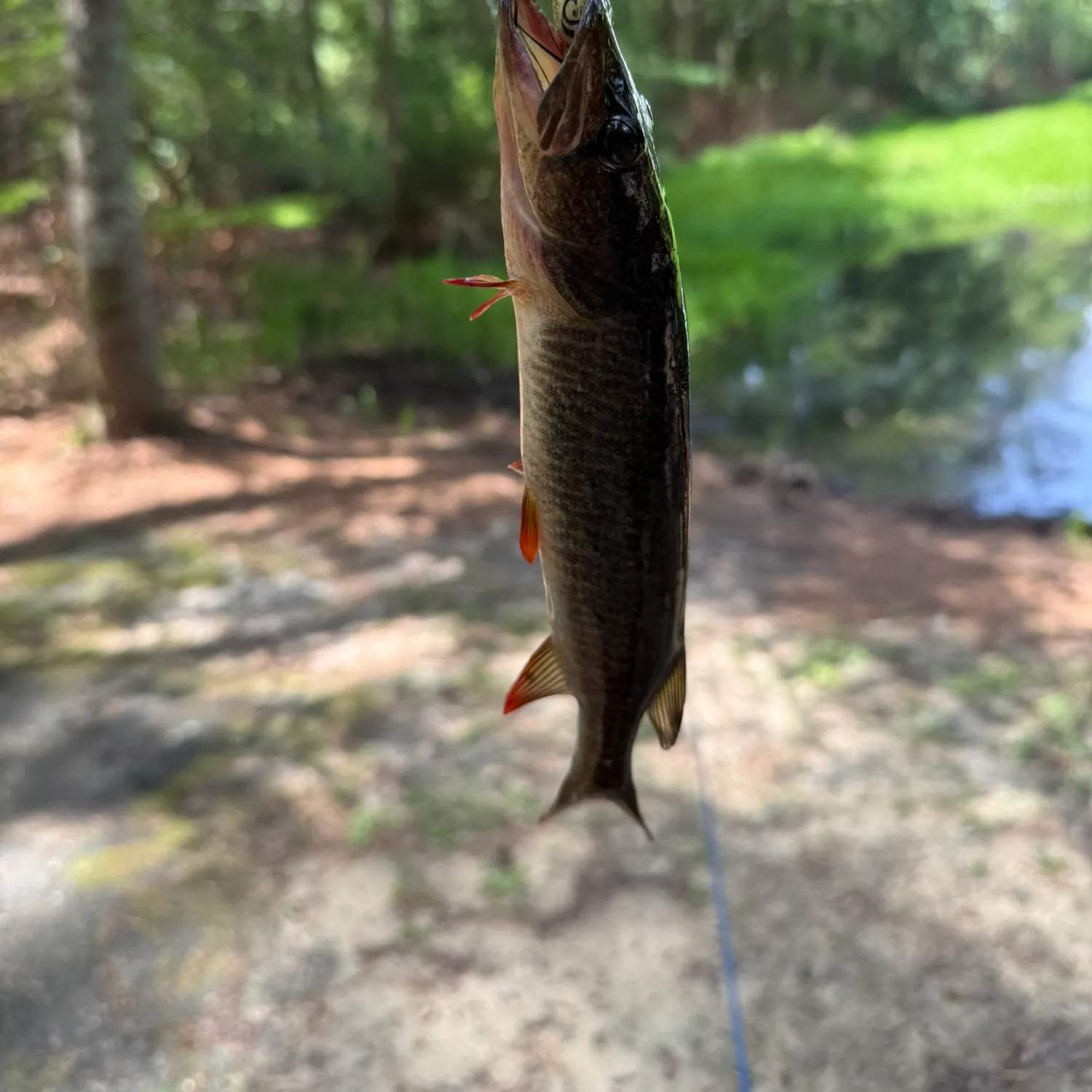 The most recent Redfin pickerel catches on Fishbrain