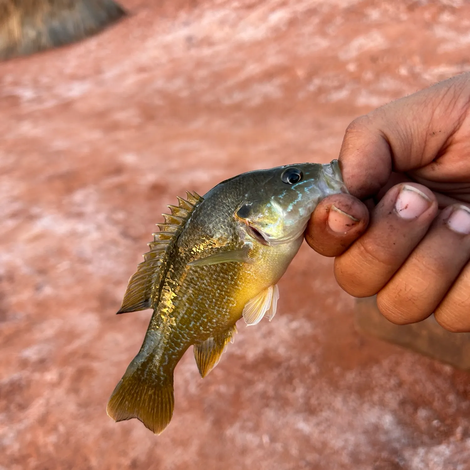 Green sunfish caught on Fishbrain