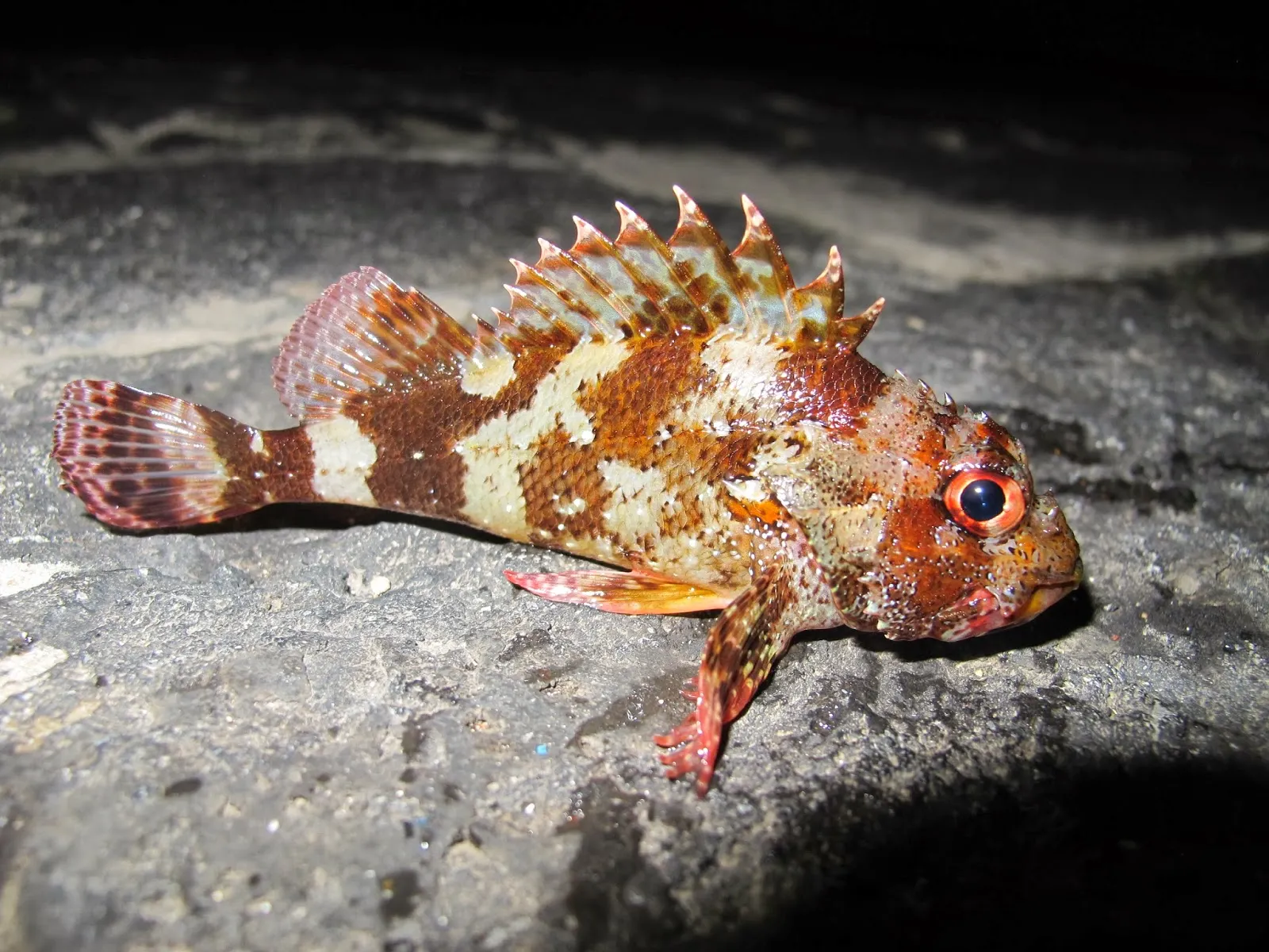 Madeira rockfish