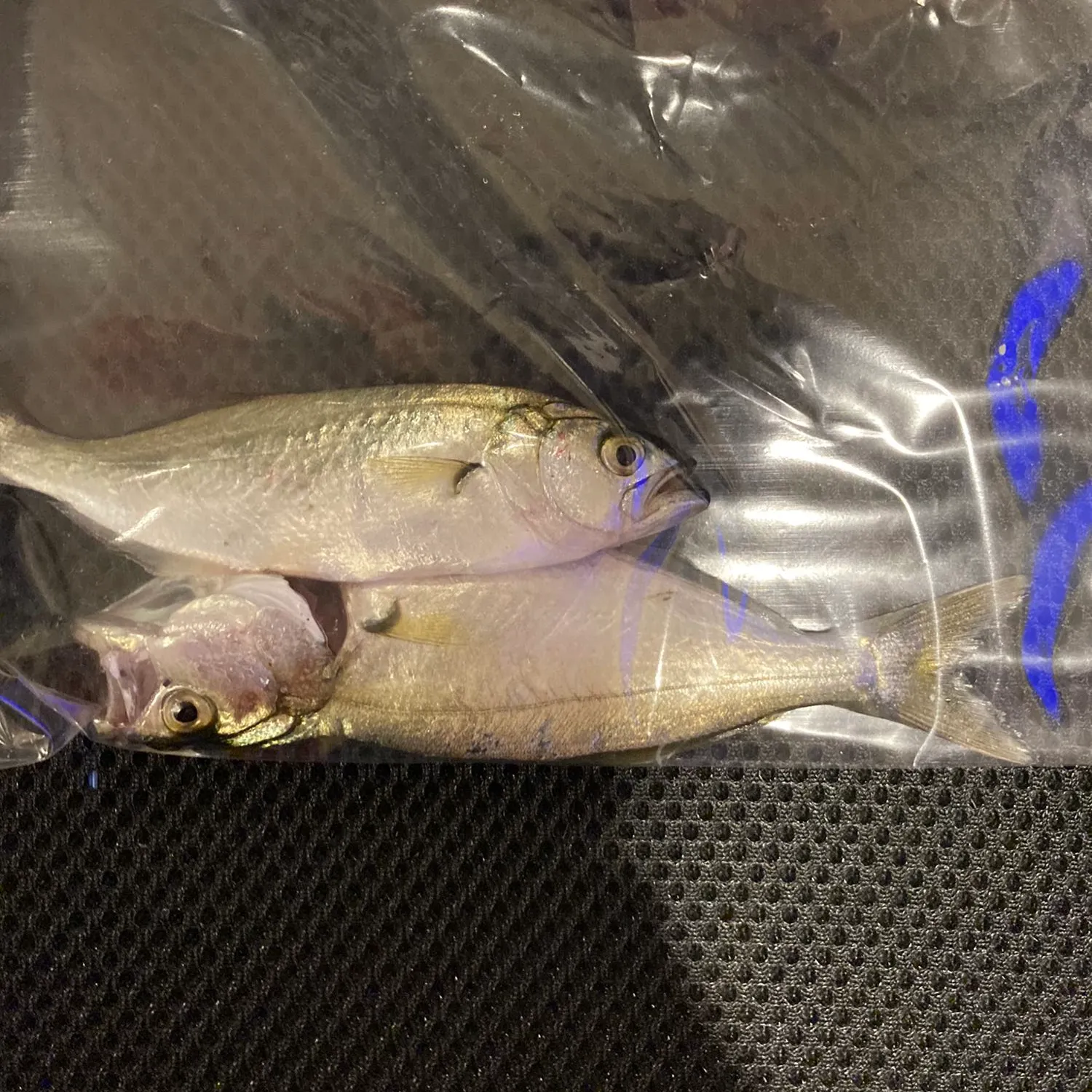 angler catch