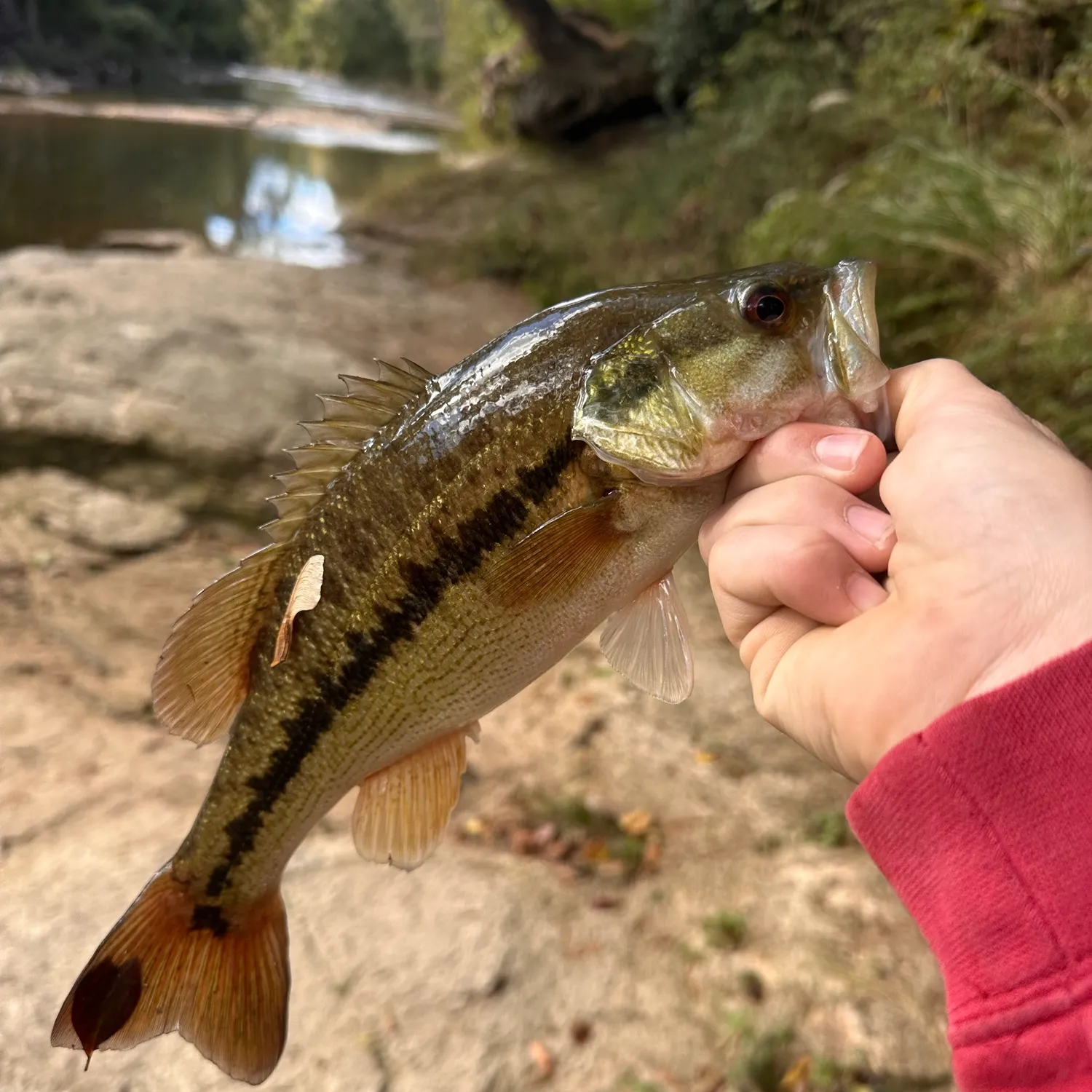 Spotted bass caught on Fishbrain