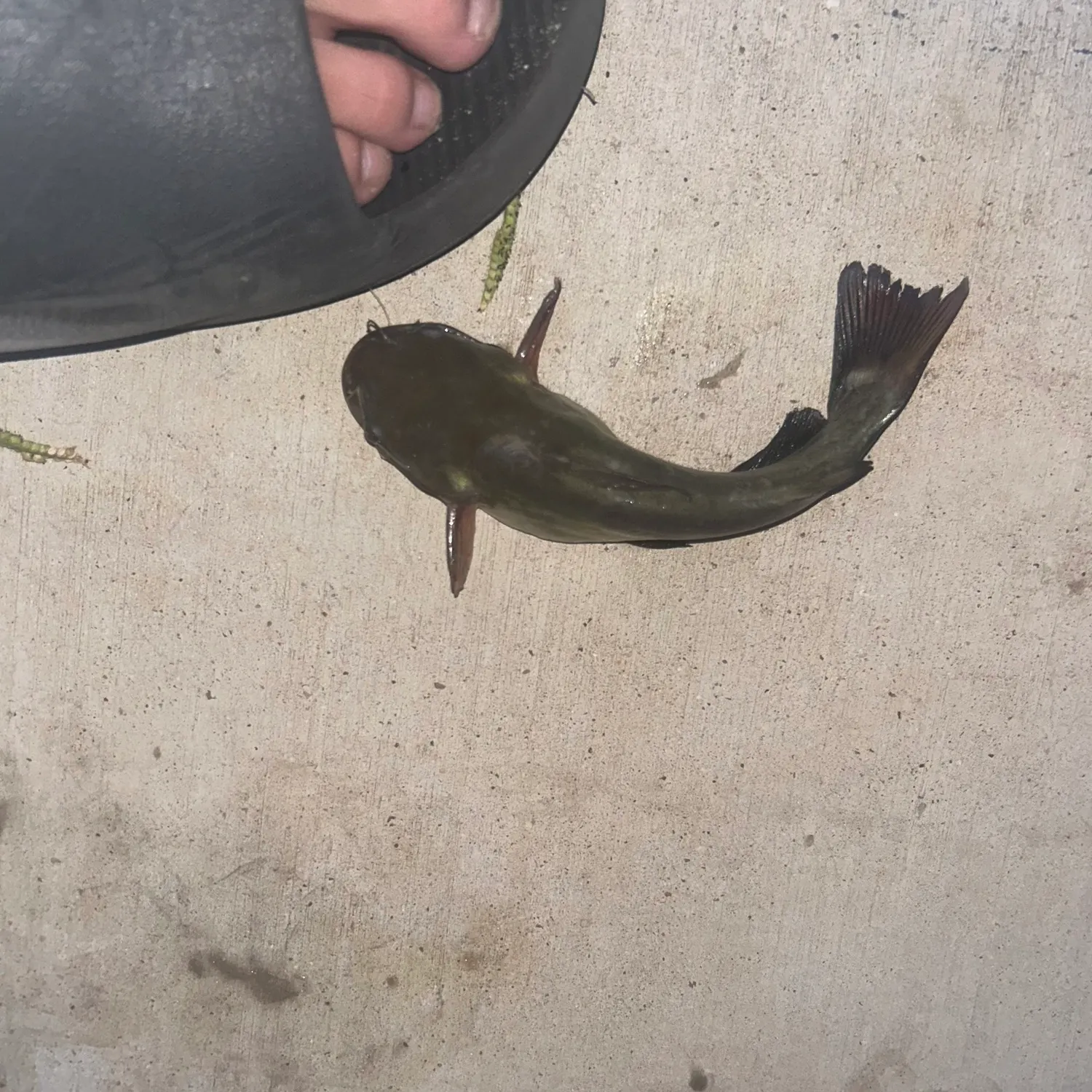 Channel catfish caught on Fishbrain