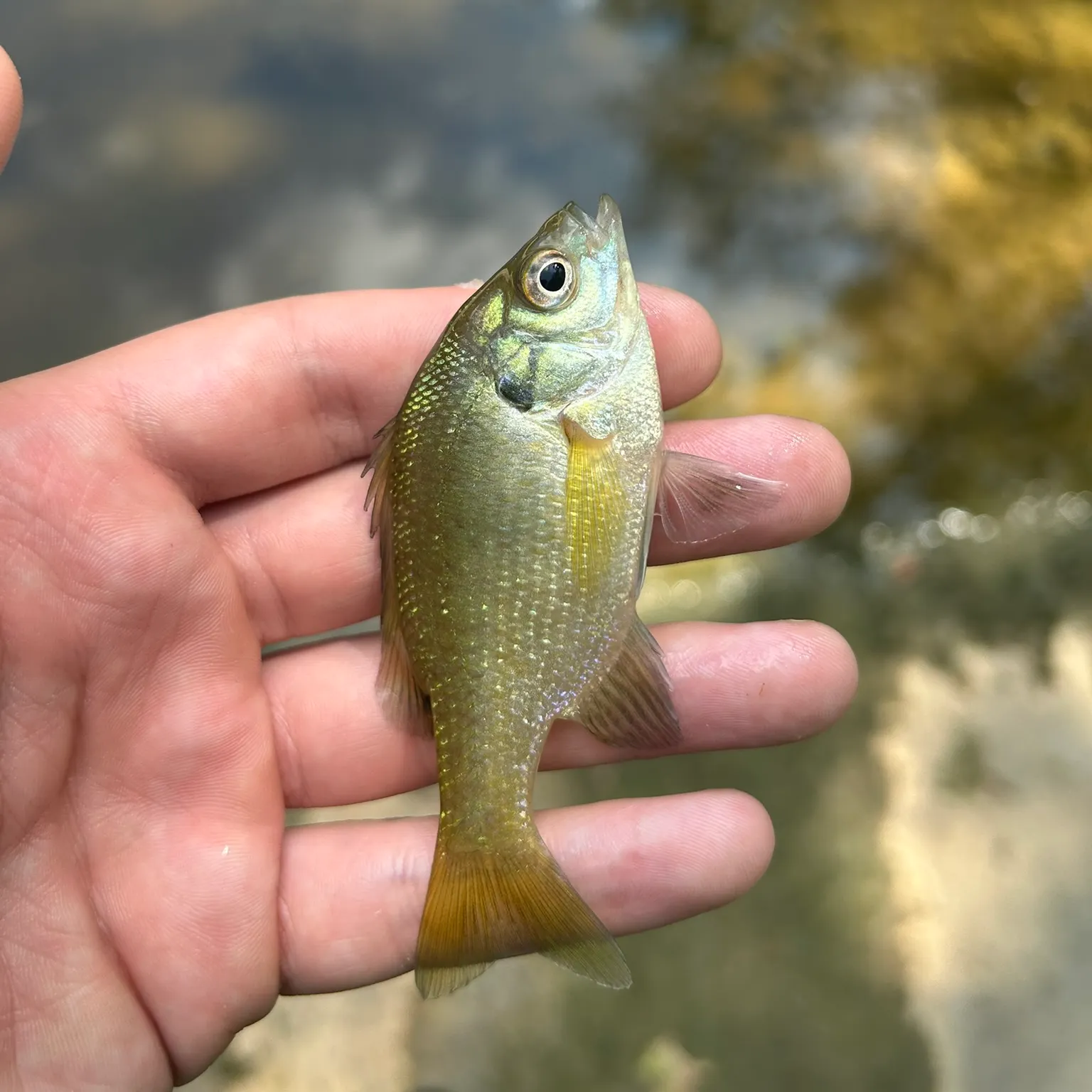 Bluegill caught on Fishbrain