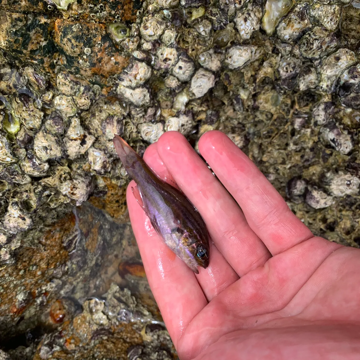 The most recent Ochre-striped cardinalfish catches on Fishbrain