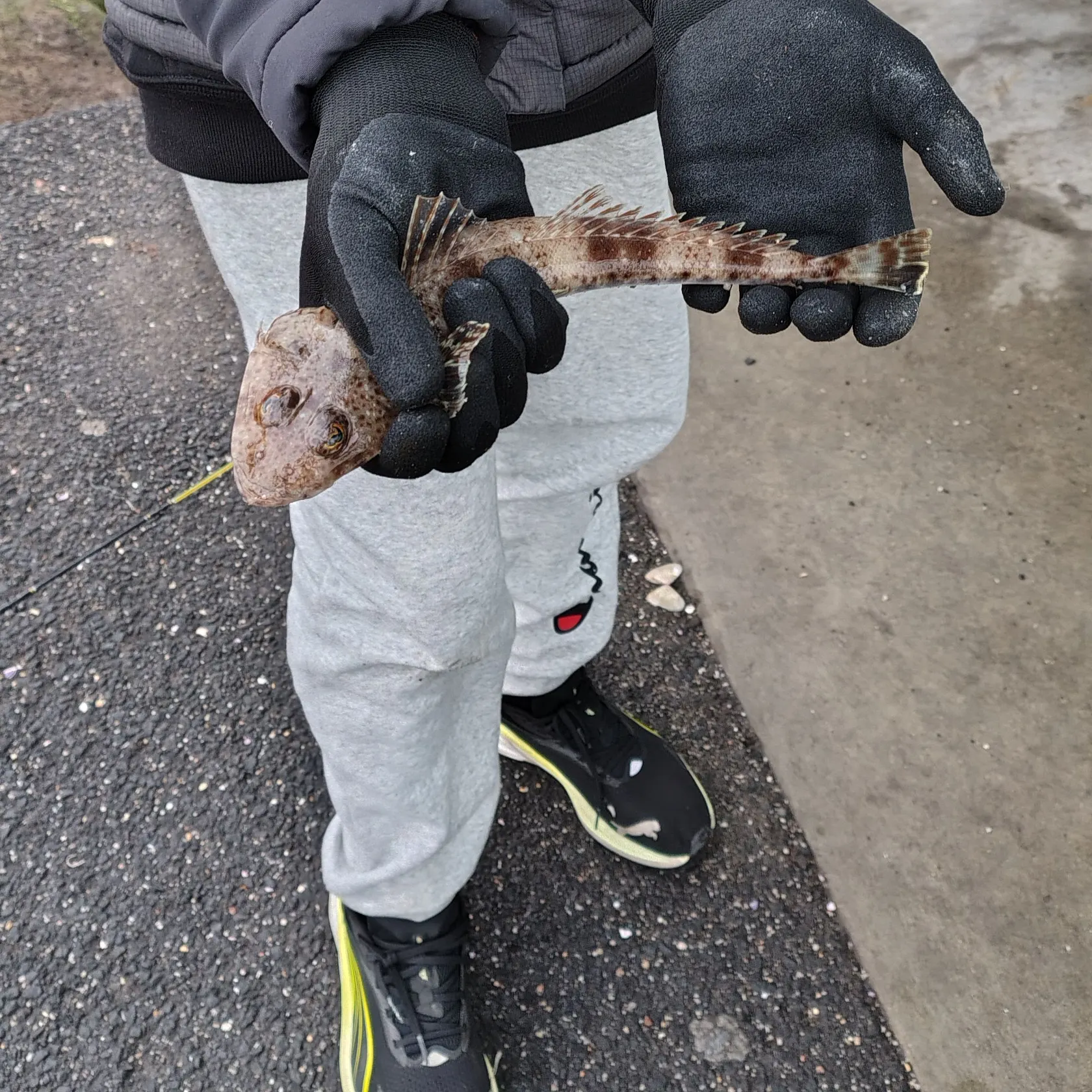 Dusky flathead caught on Fishbrain