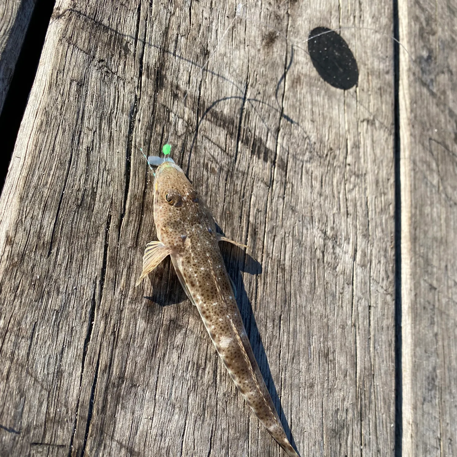 Dusky flathead caught on Fishbrain