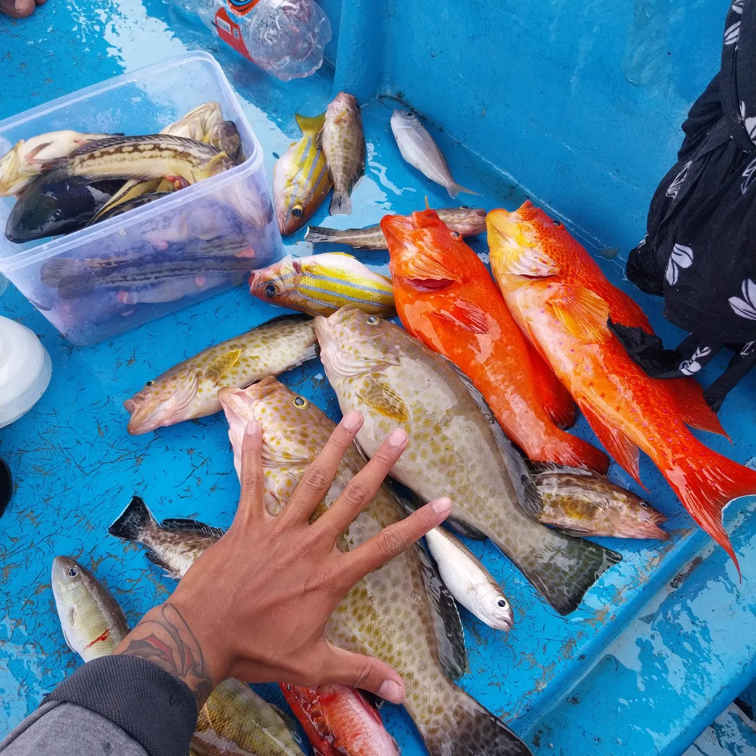 The most recent Malabar grouper catches on Fishbrain