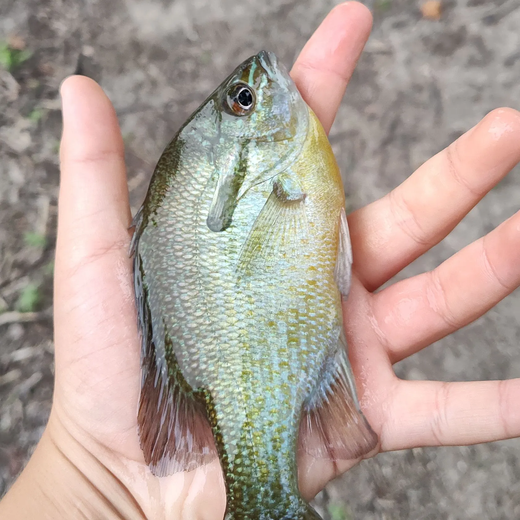 The most recent Redbreast sunfish catches on Fishbrain