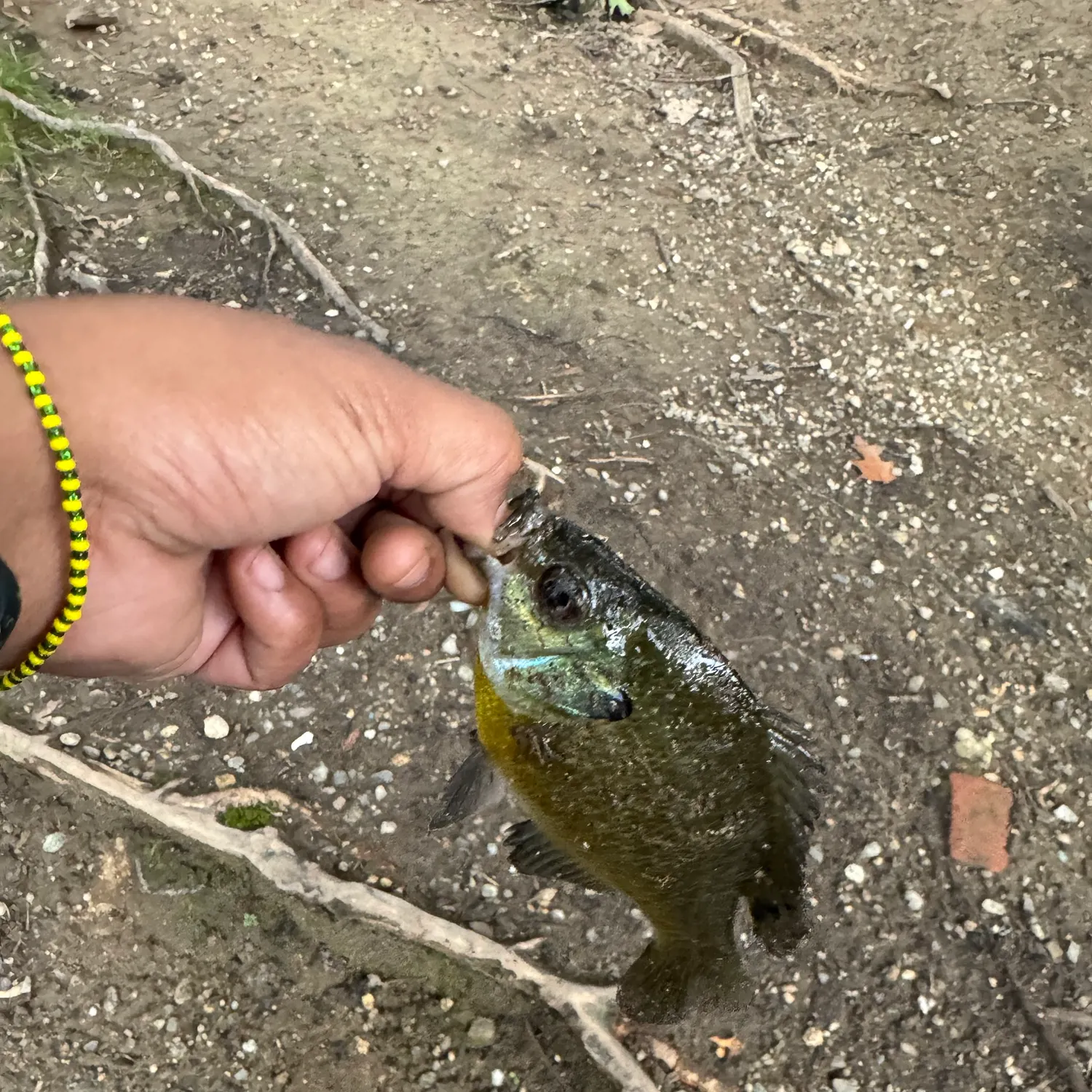 Bluegill caught on Fishbrain