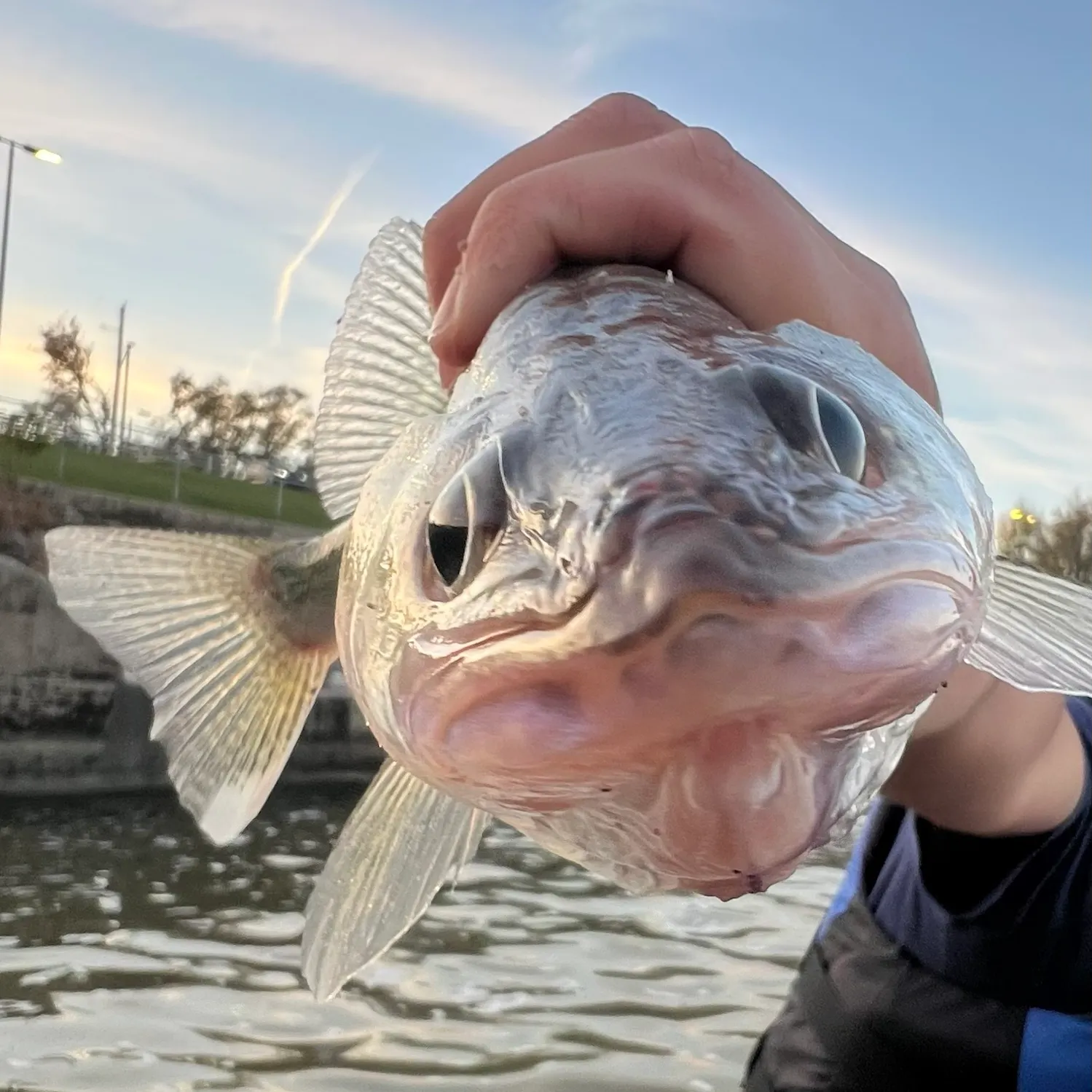 Sauger caught on Fishbrain