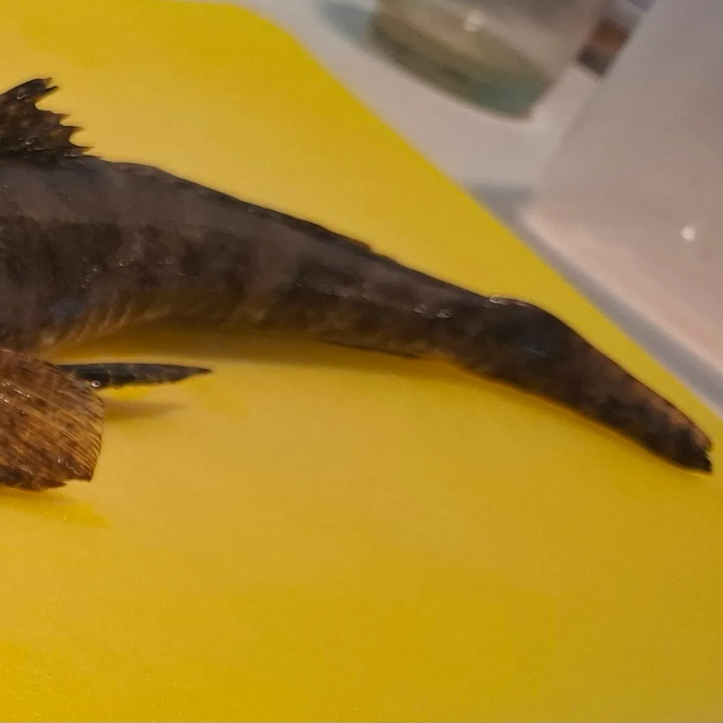 The most recent Fringe-eyed flathead catches on Fishbrain