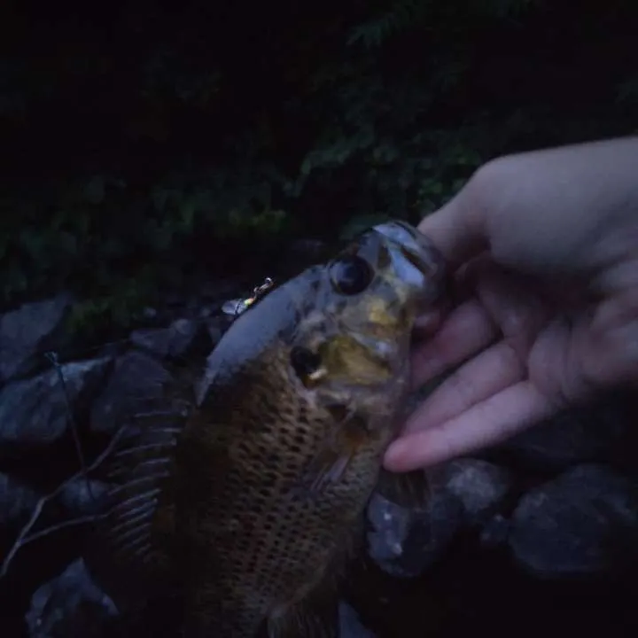 The most recent Roanoke bass catches on Fishbrain