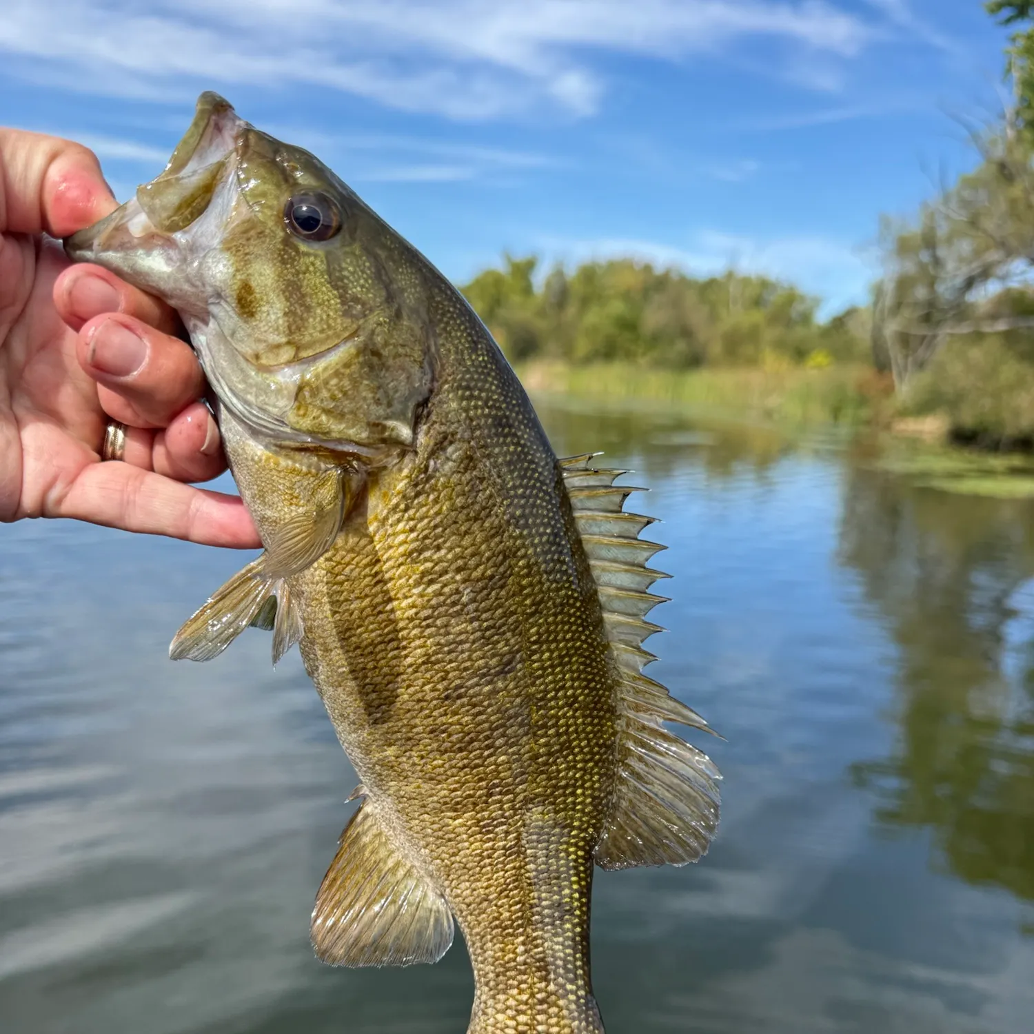 Smallmouth bass caught on Fishbrain