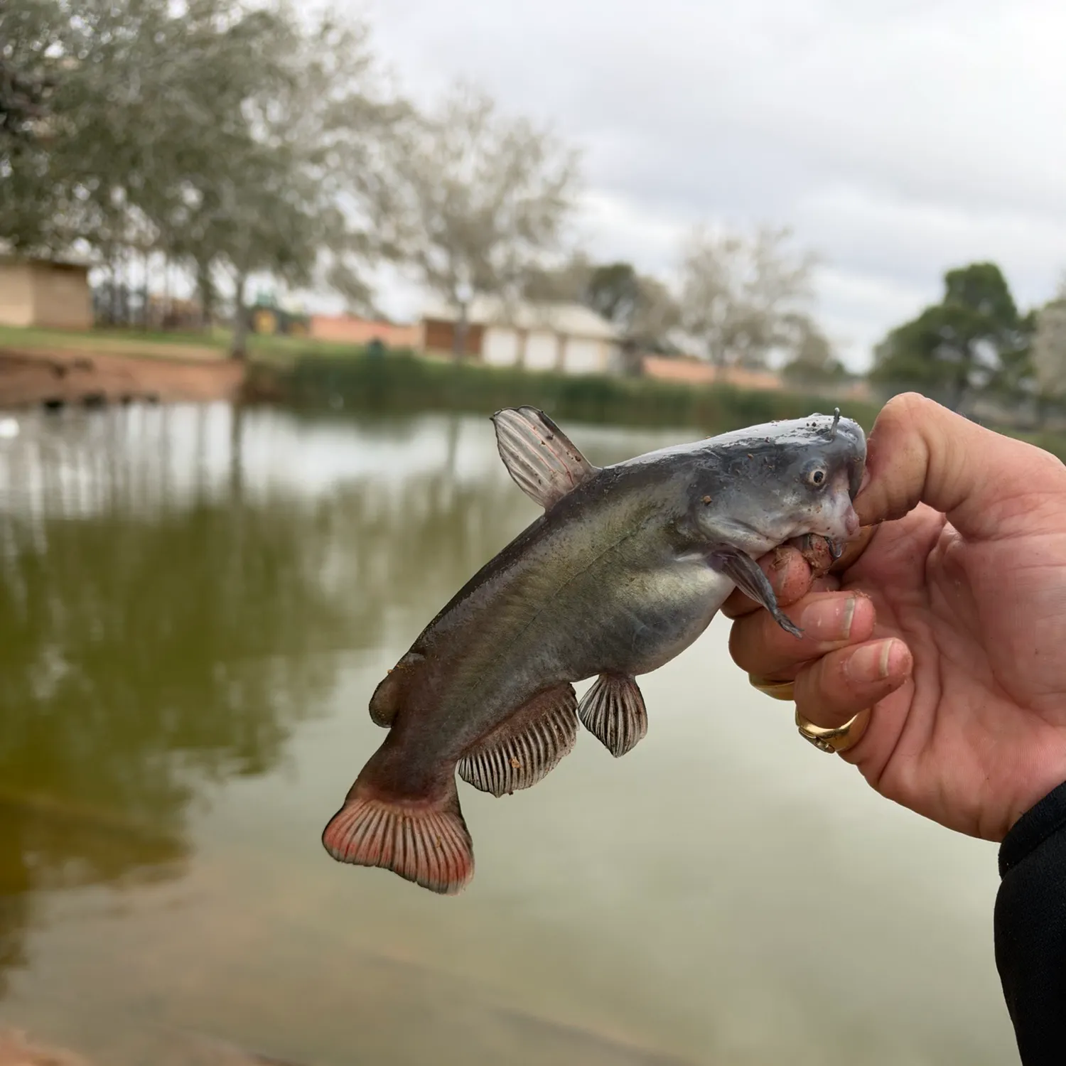 Black bullhead caught on Fishbrain