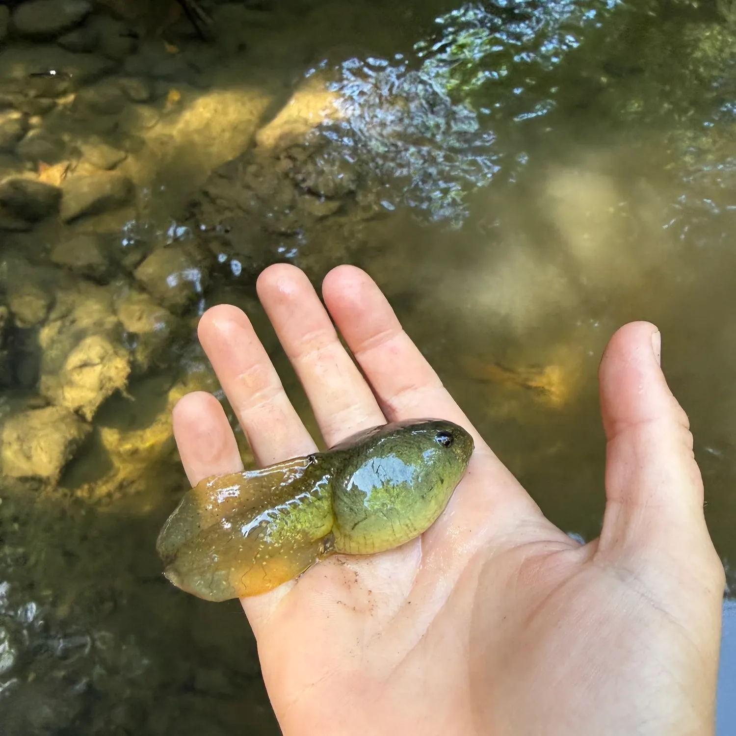 The most recent Tadpole fish catches on Fishbrain