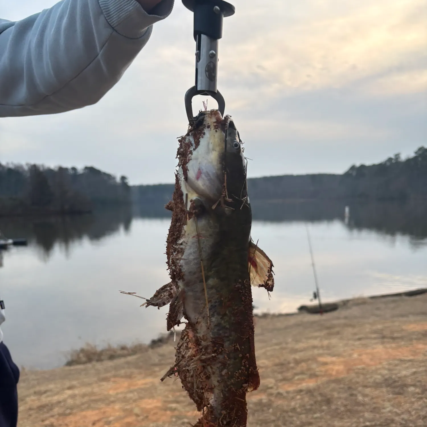 The most recent Yellow bullhead catches on Fishbrain