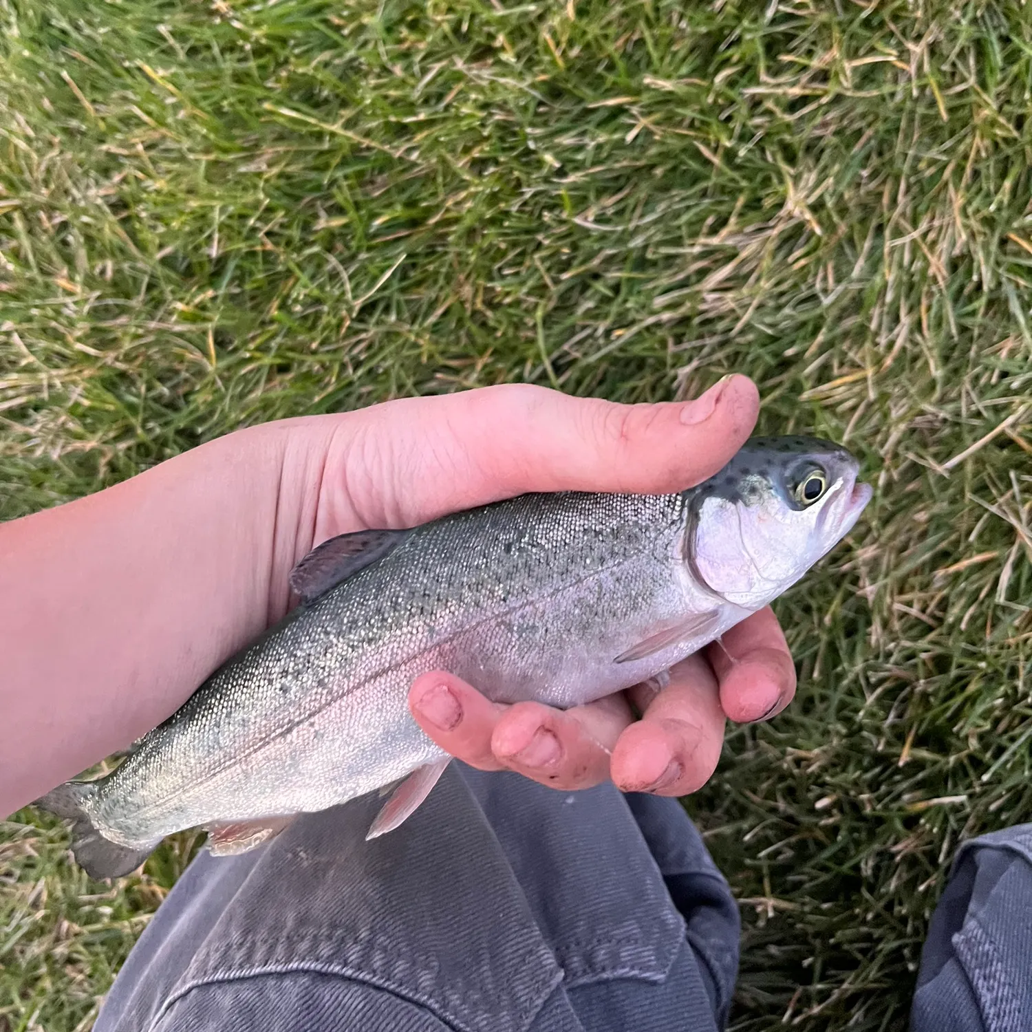 Rainbow trout caught on Fishbrain