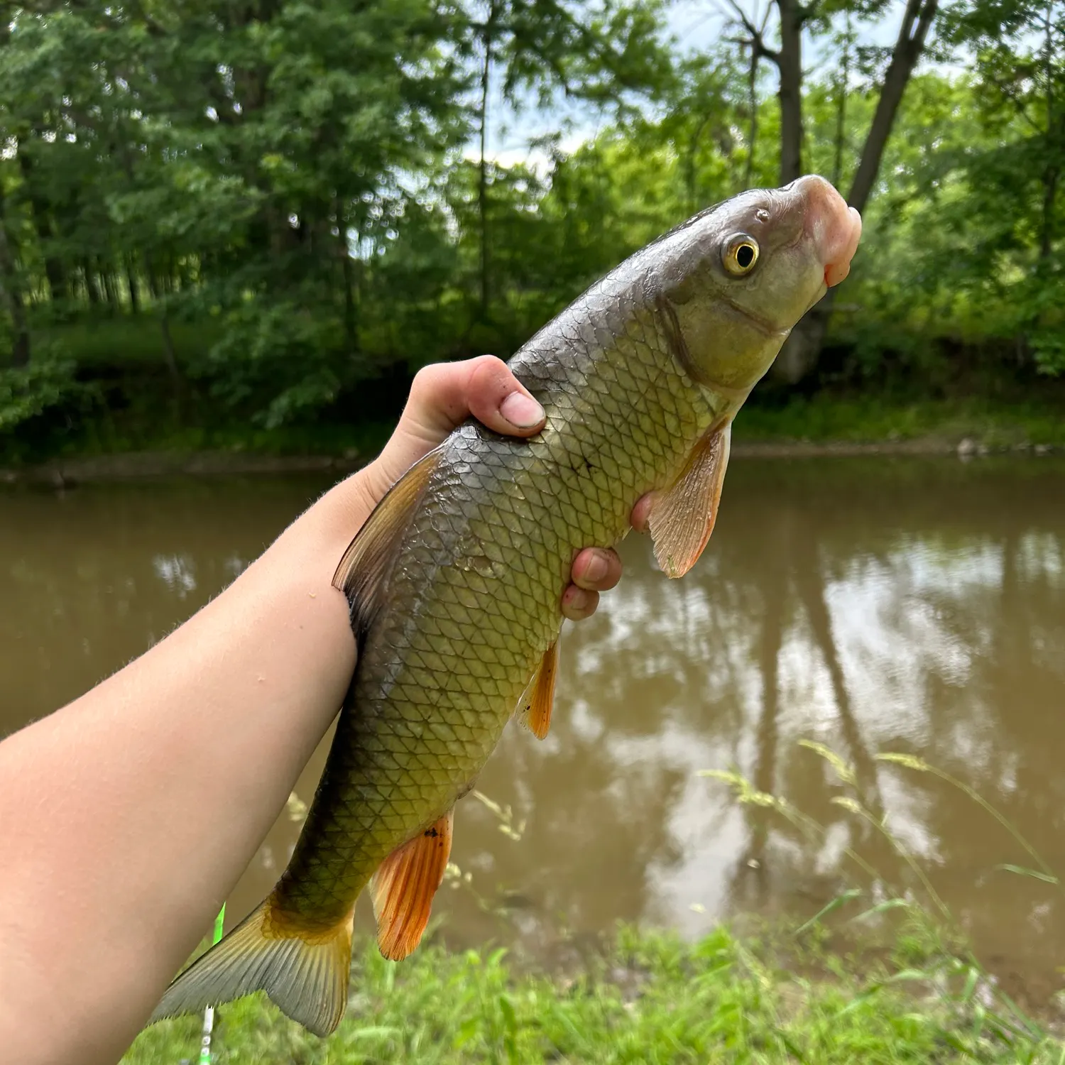 The most recent Greater redhorse catches on Fishbrain