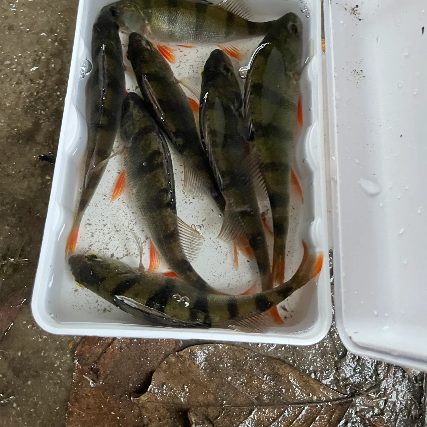 European perch caught on Fishbrain