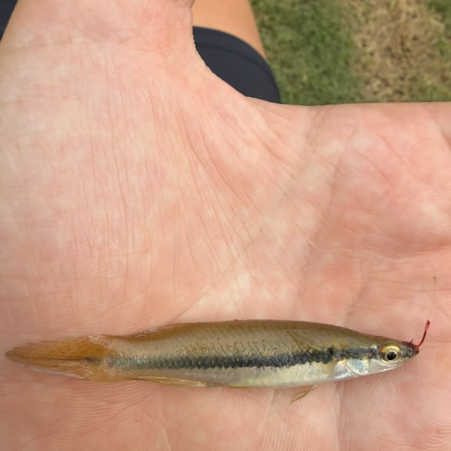 The most recent Blackstripe topminnow catches on Fishbrain