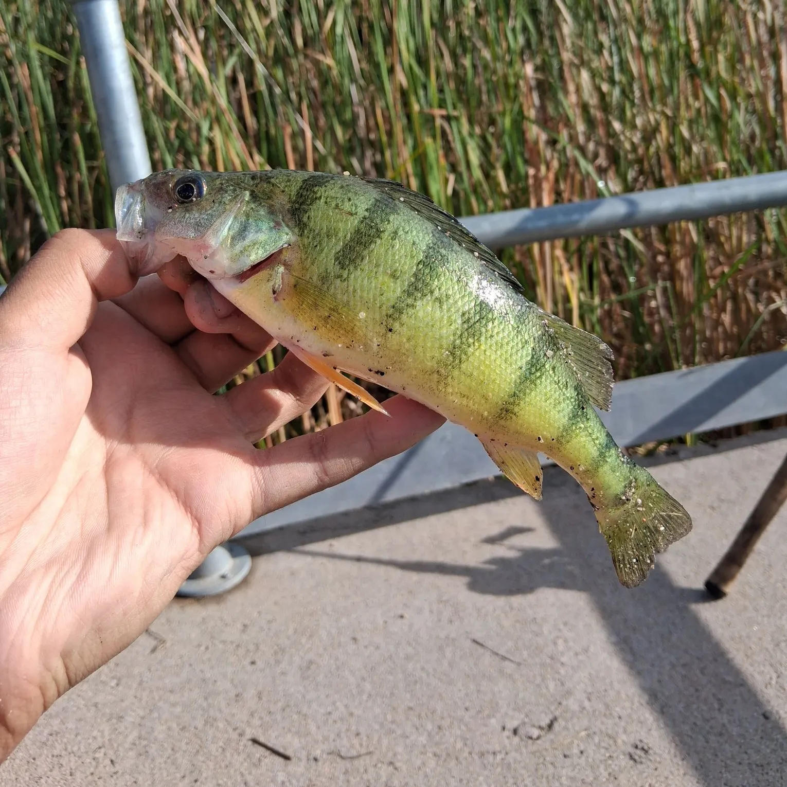 Yellow perch caught on Fishbrain