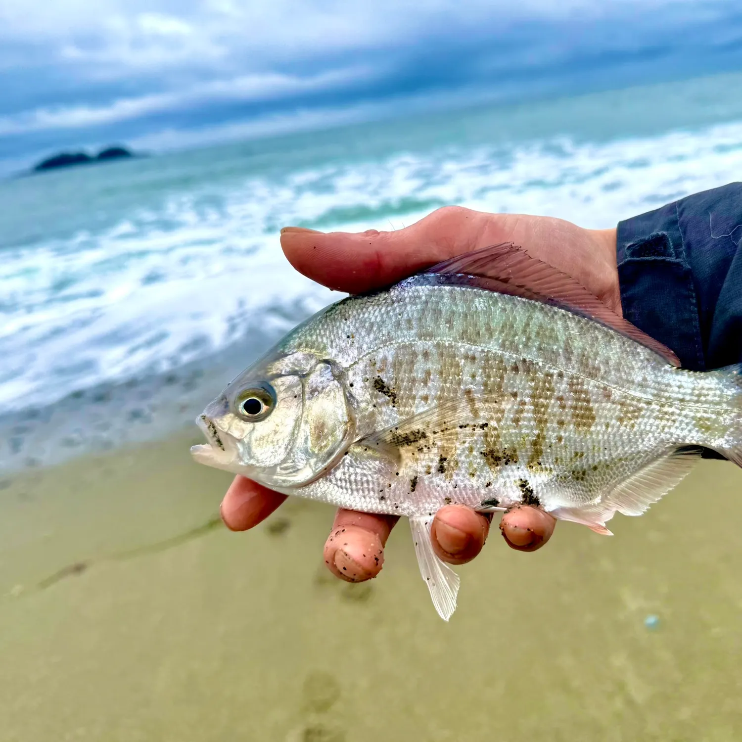 The most recent Calico surfperch catches on Fishbrain
