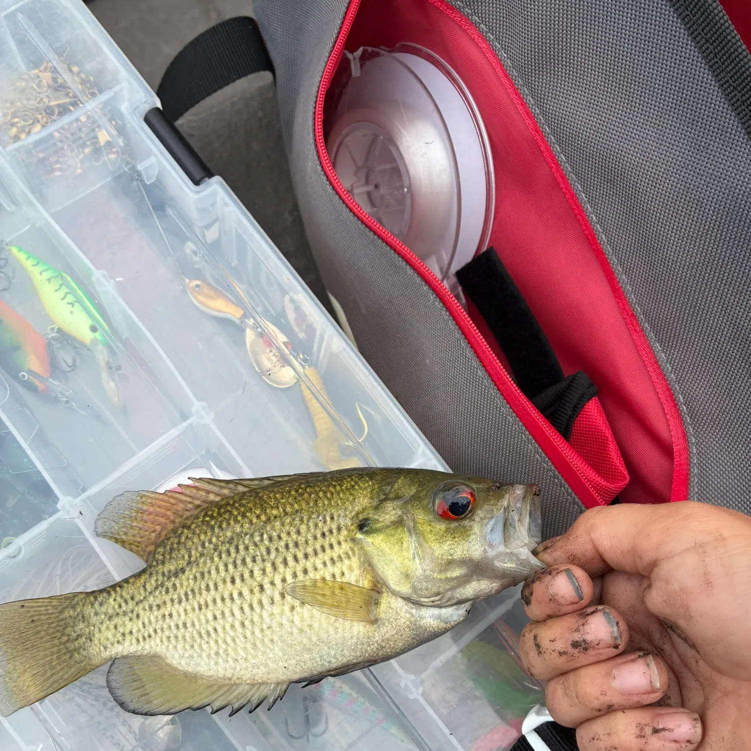 Rock bass caught on Fishbrain