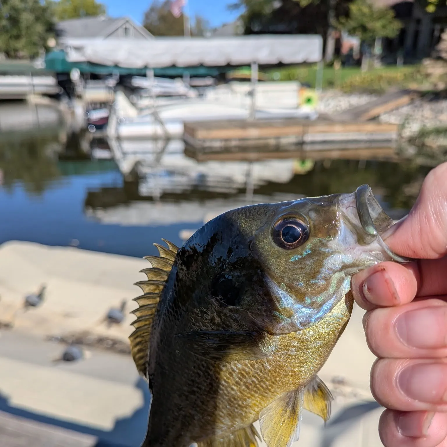 Greengill hybrid caught on Fishbrain