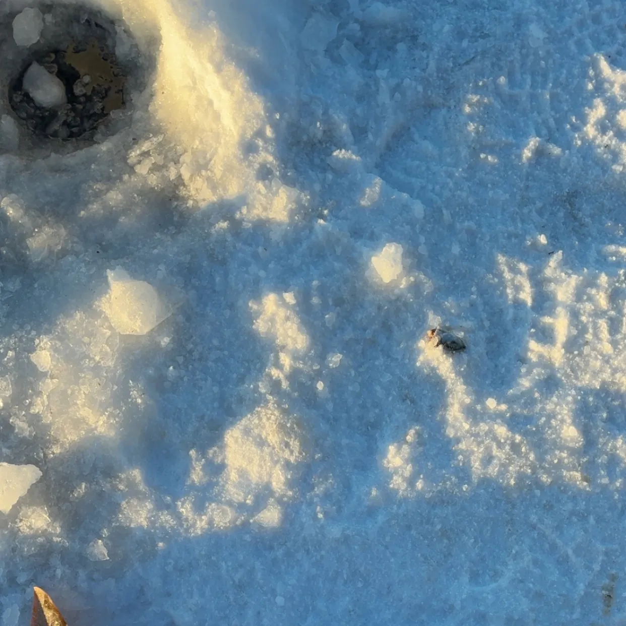 The most recent Arctic char catches on Fishbrain