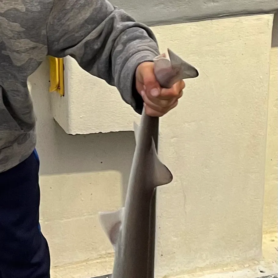 The most recent Piked dogfish catches on Fishbrain