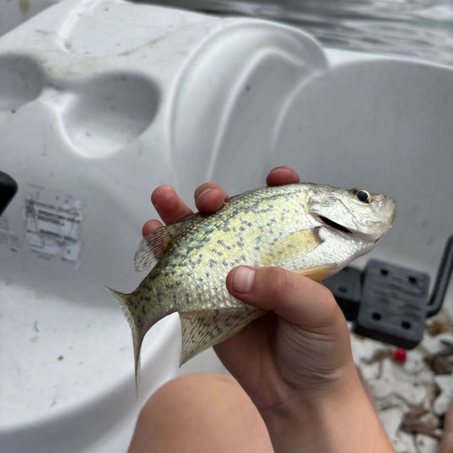White crappie caught on Fishbrain