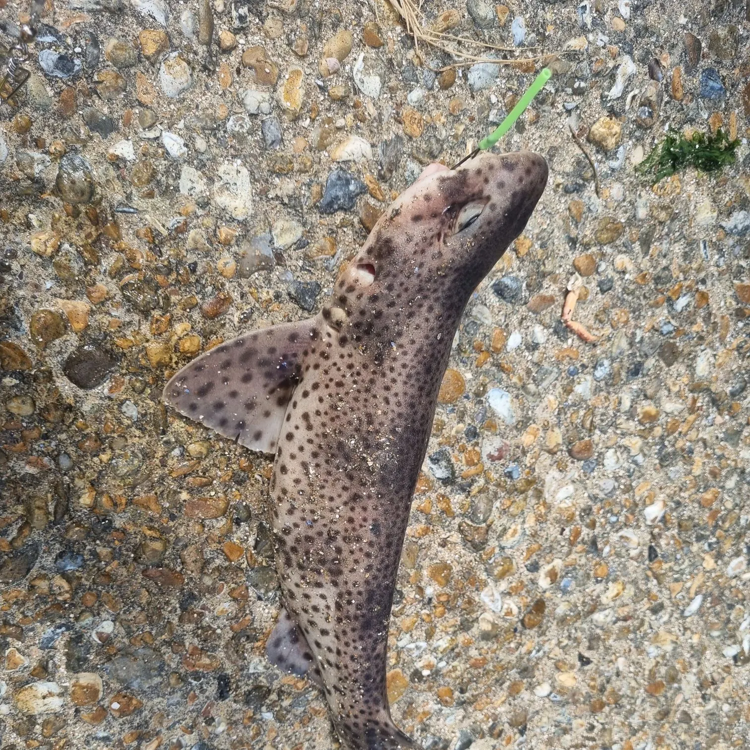 The most popular recent Lesser spotted dogfish catch on Fishbrain