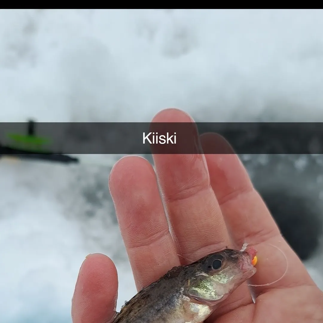 Eurasian ruffe caught on Fishbrain
