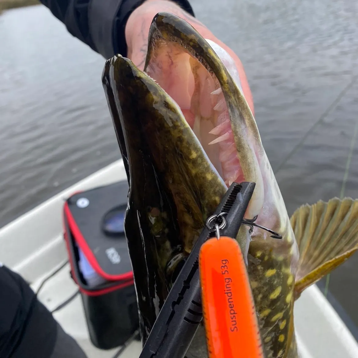 Northern pike caught on Fishbrain