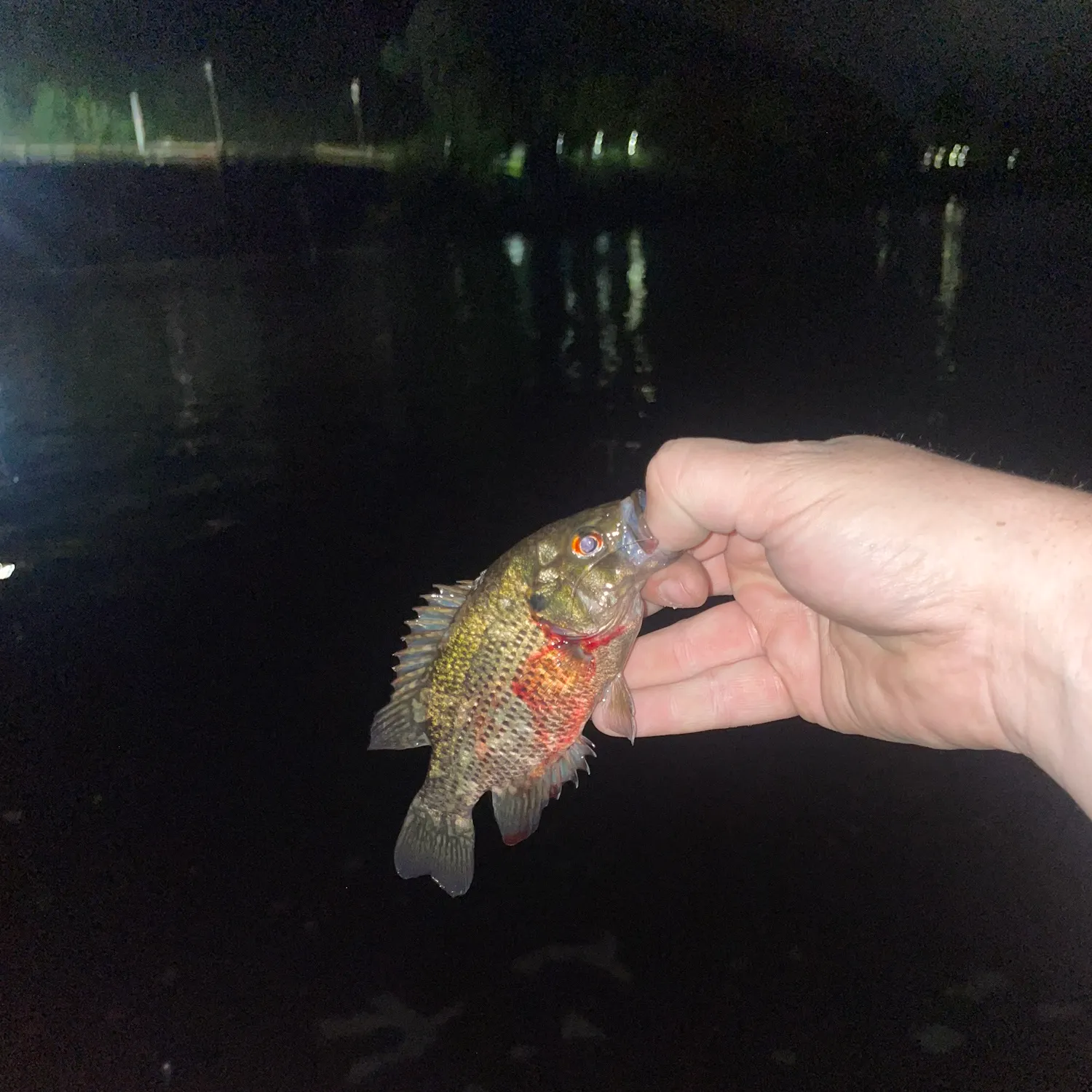 Rock bass caught on Fishbrain