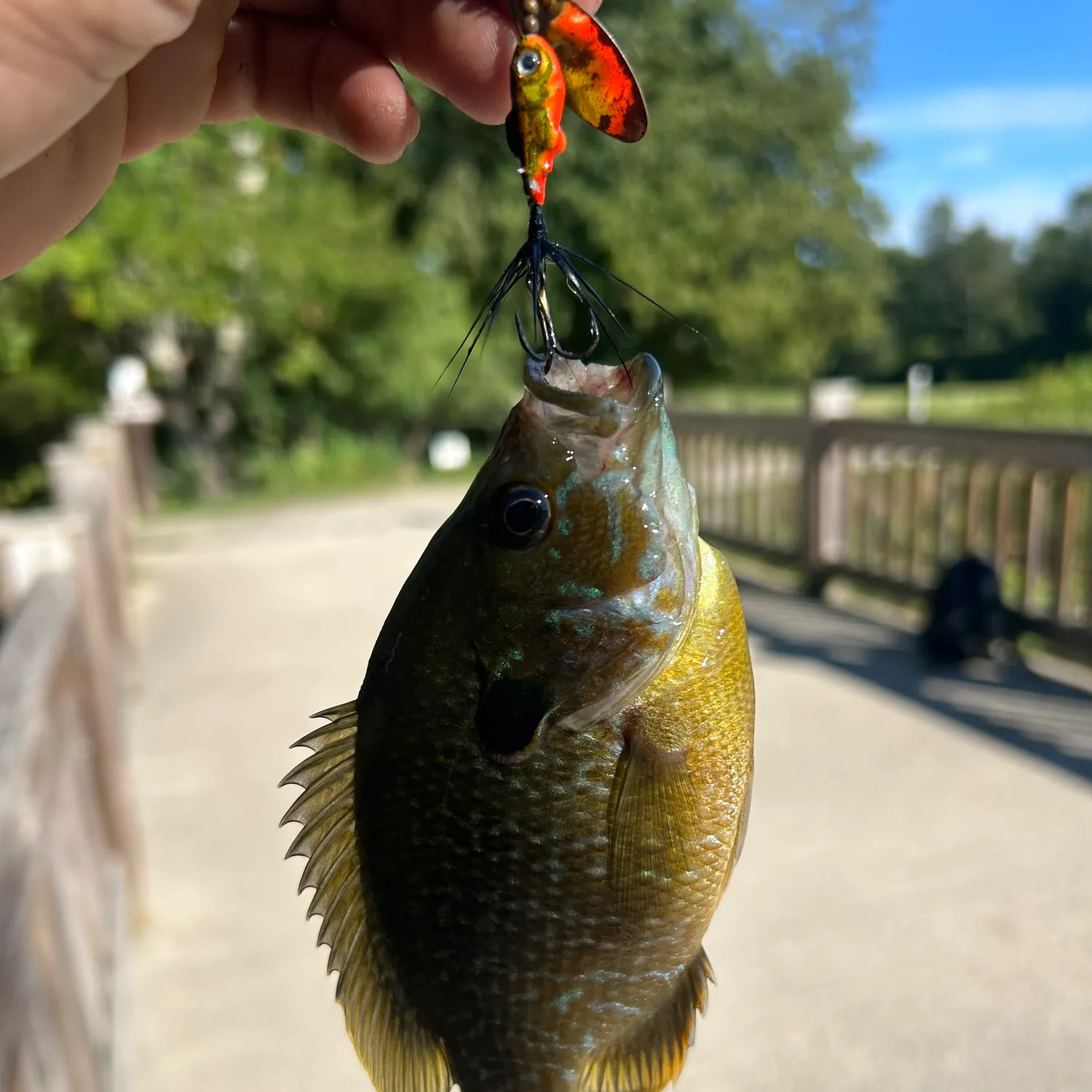 Greengill hybrid caught on Fishbrain