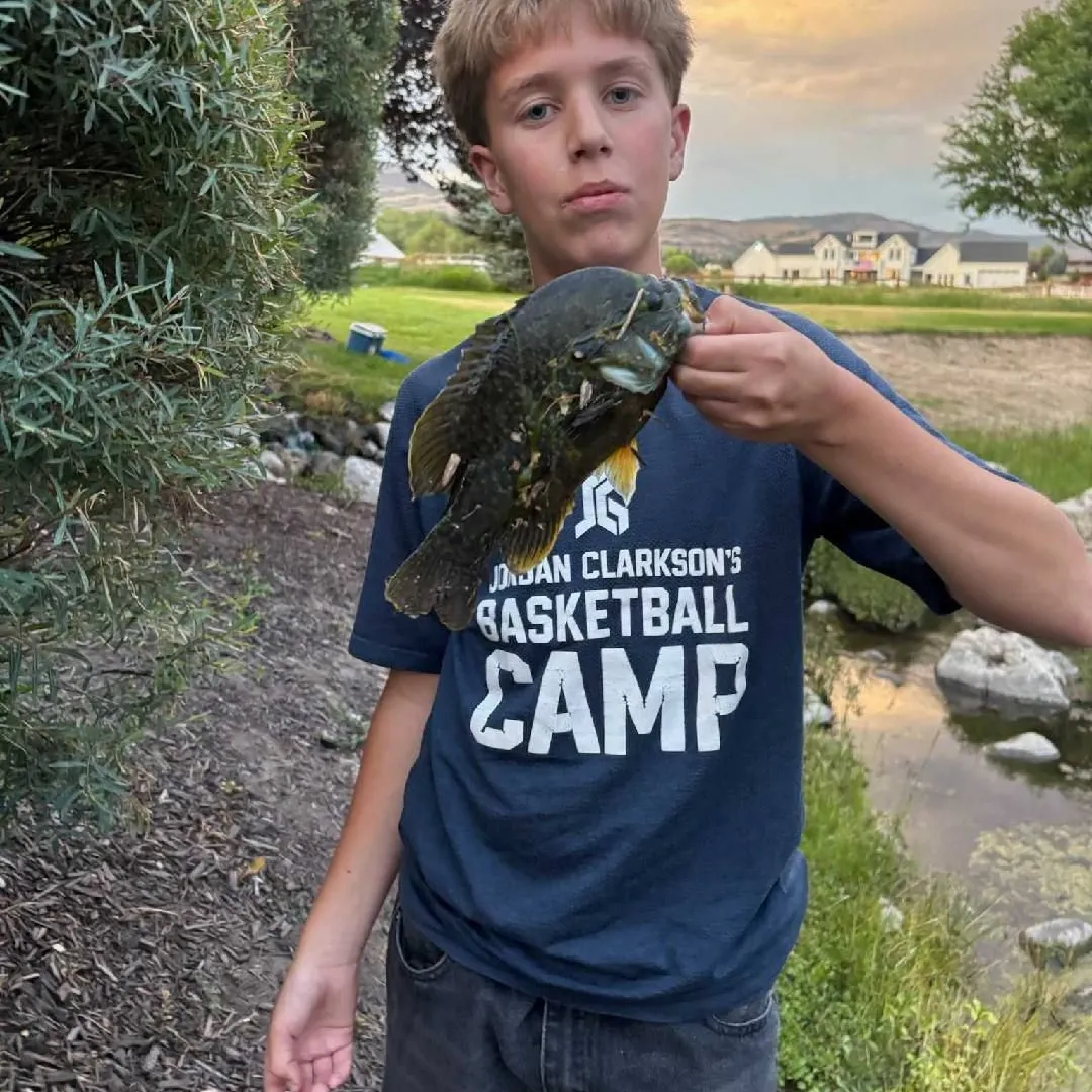 Bluegill caught on Fishbrain