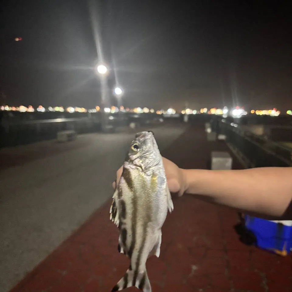 The most recent Eastern striped grunter catches on Fishbrain