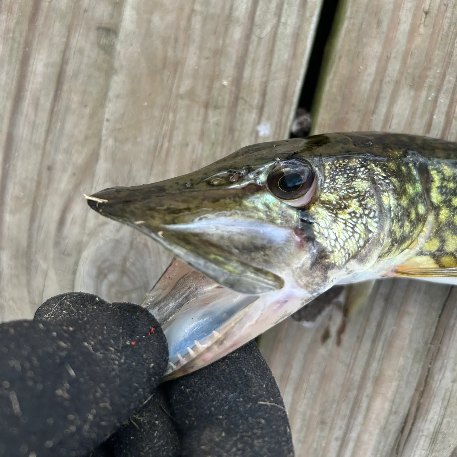 Chain pickerel caught on Fishbrain
