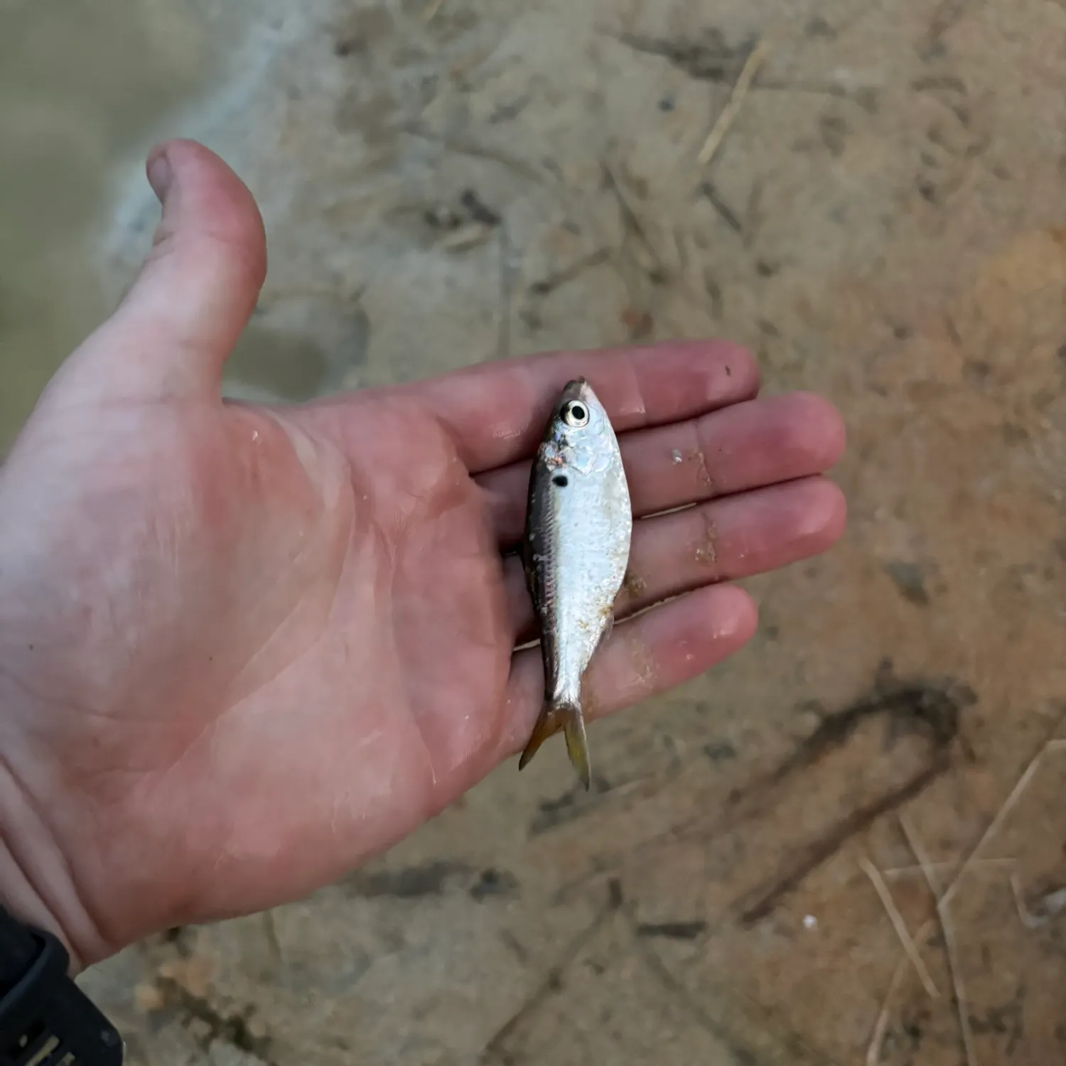 Threadfin shad caught on Fishbrain