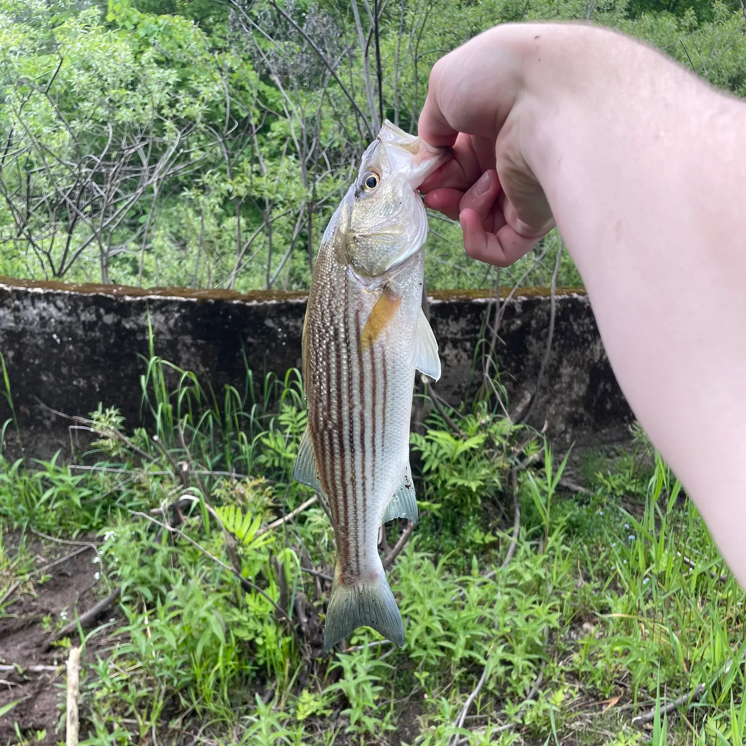 angler catch