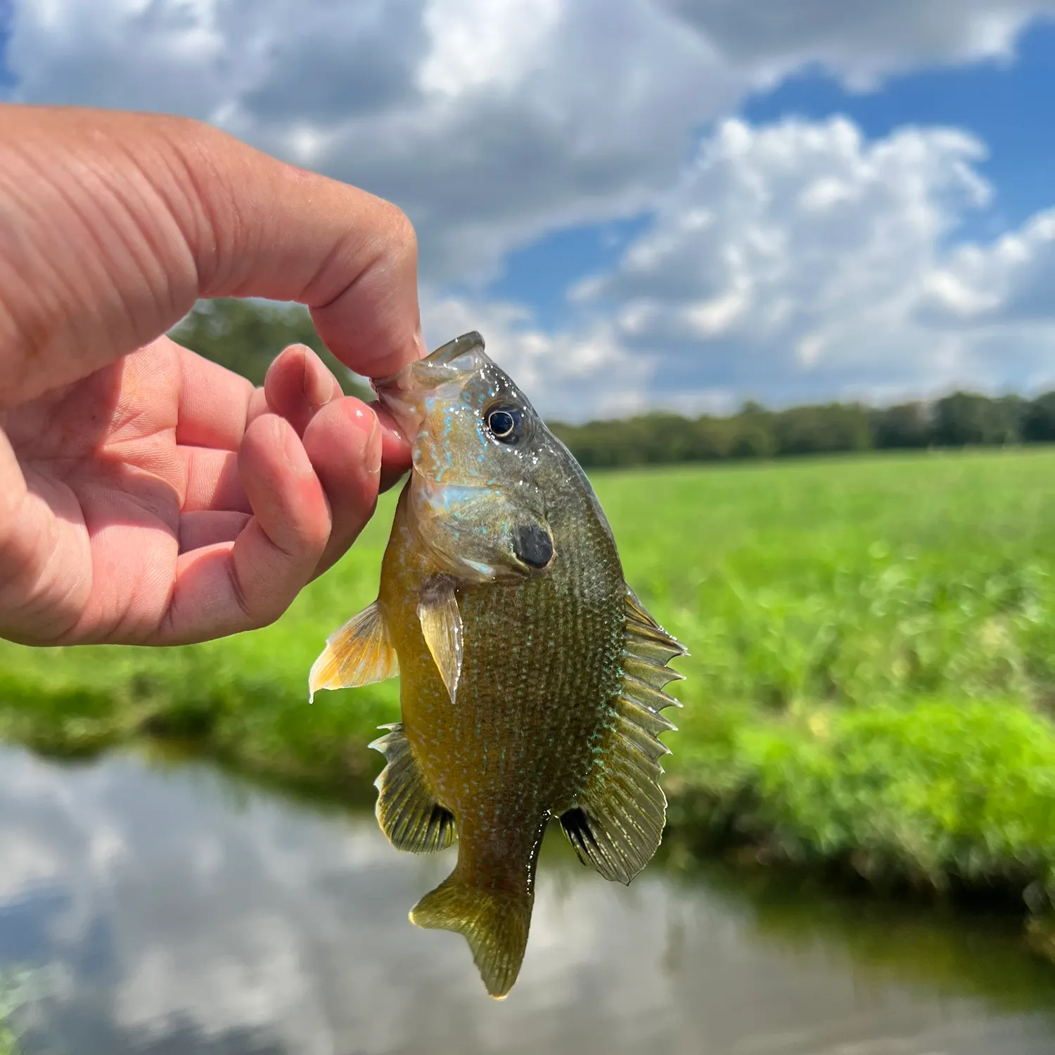 Green sunfish caught on Fishbrain