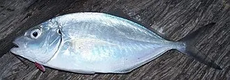 Silver trevally