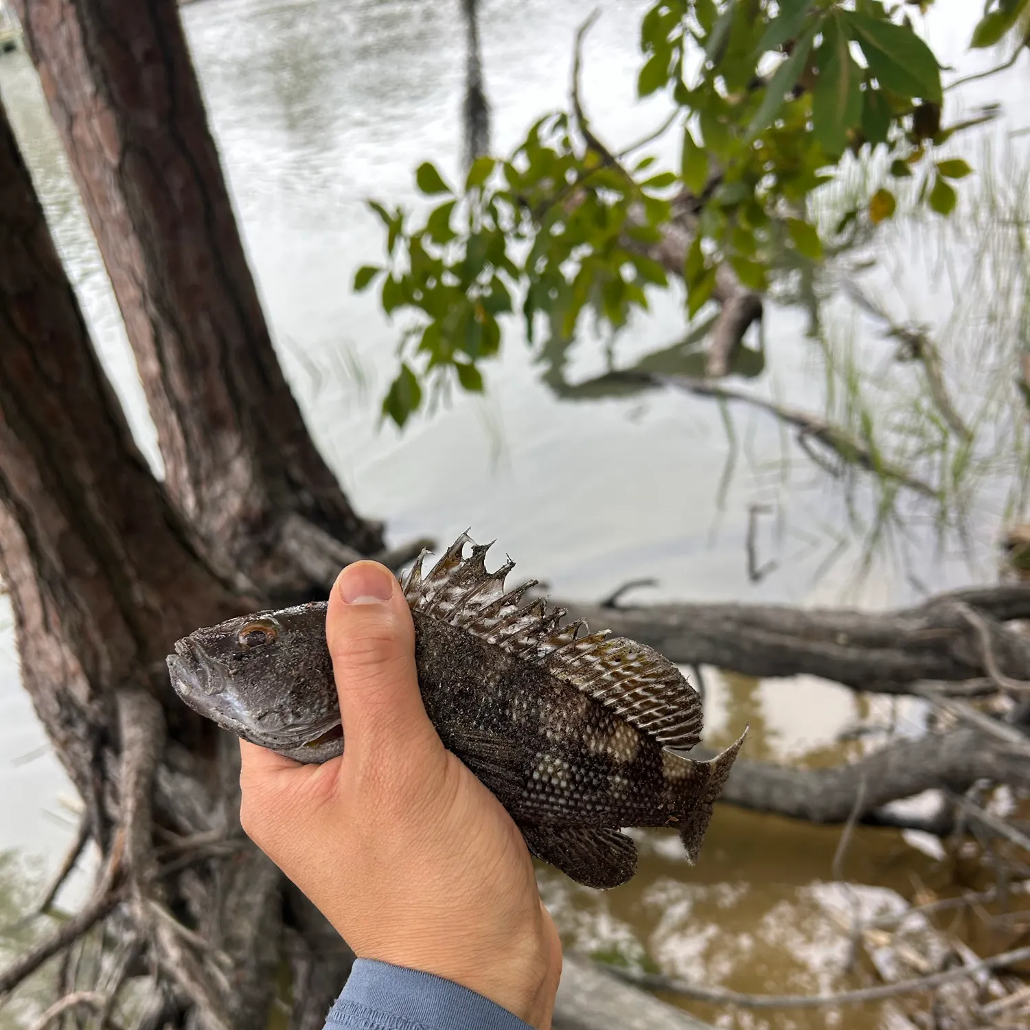 Black sea bass caught on Fishbrain