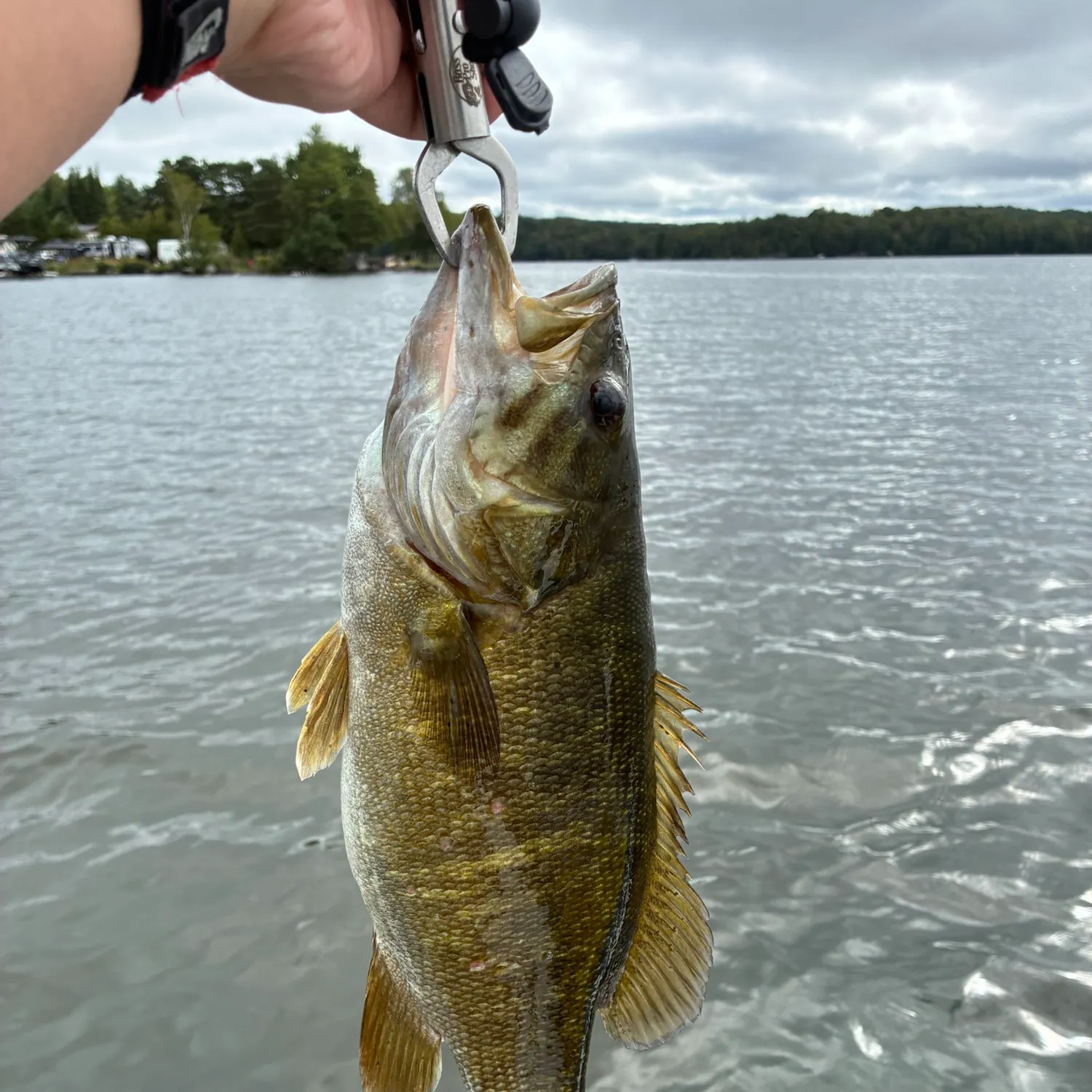 Smallmouth bass caught on Fishbrain
